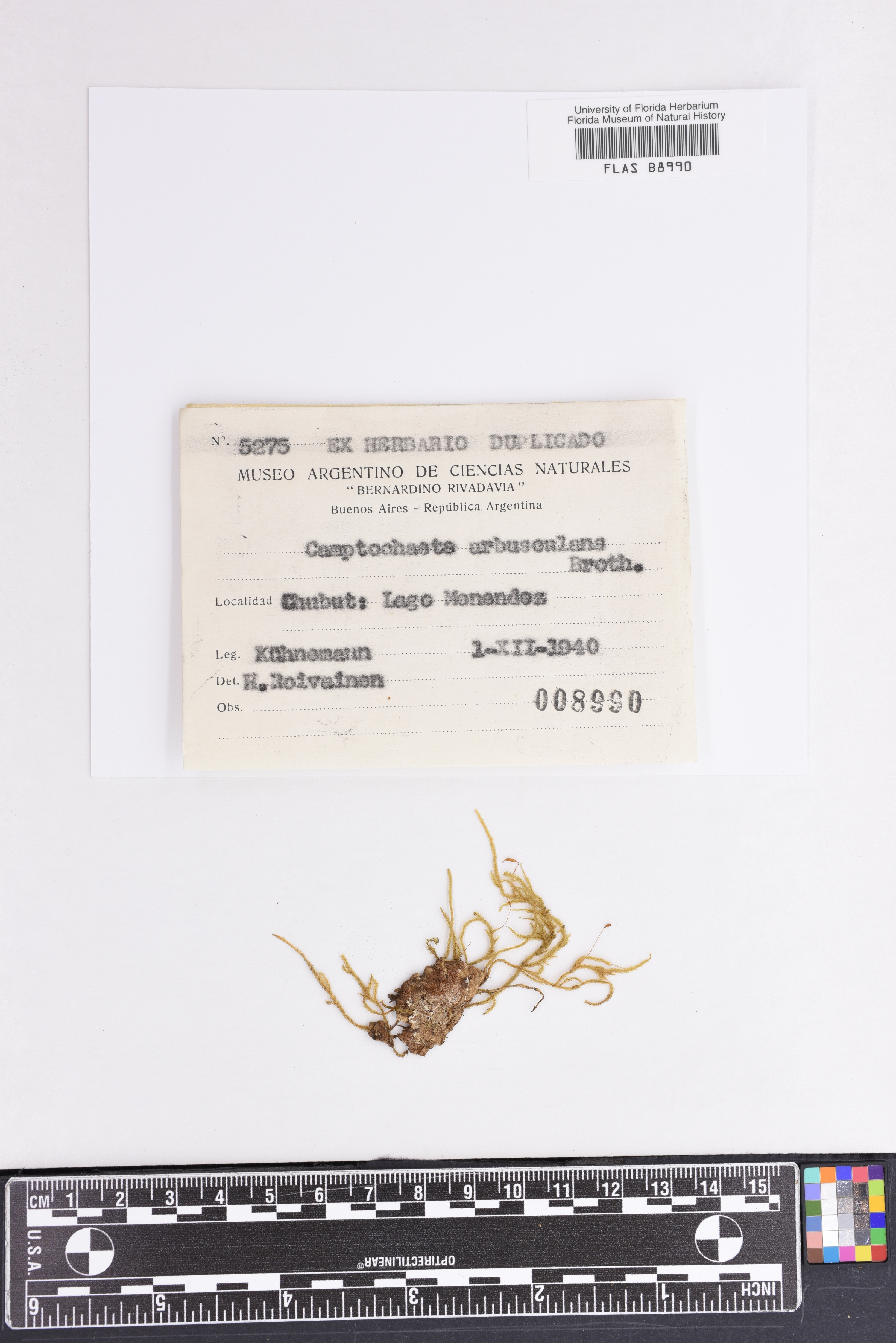 Looseria orbiculata image