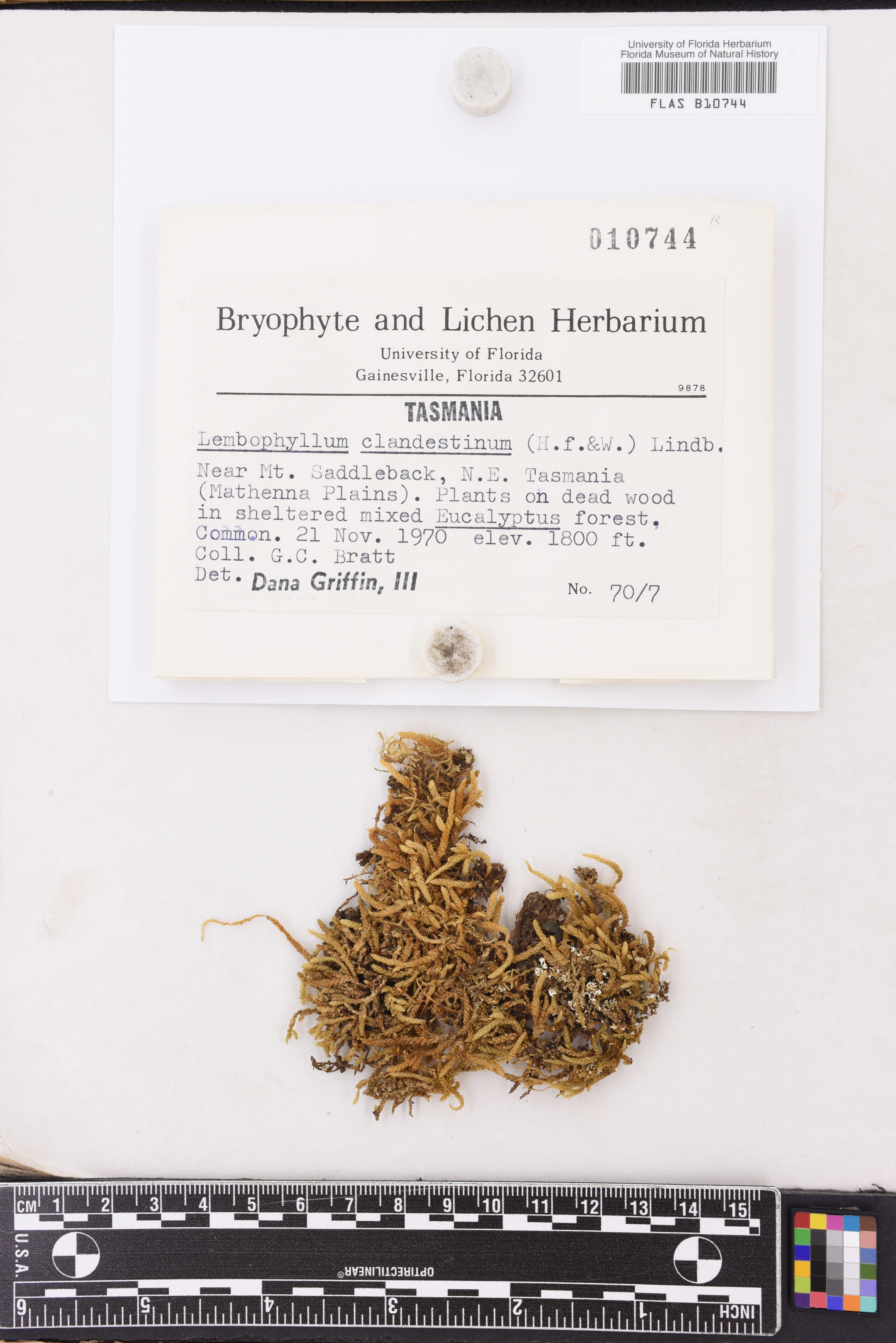 Lembophyllum clandestinum image