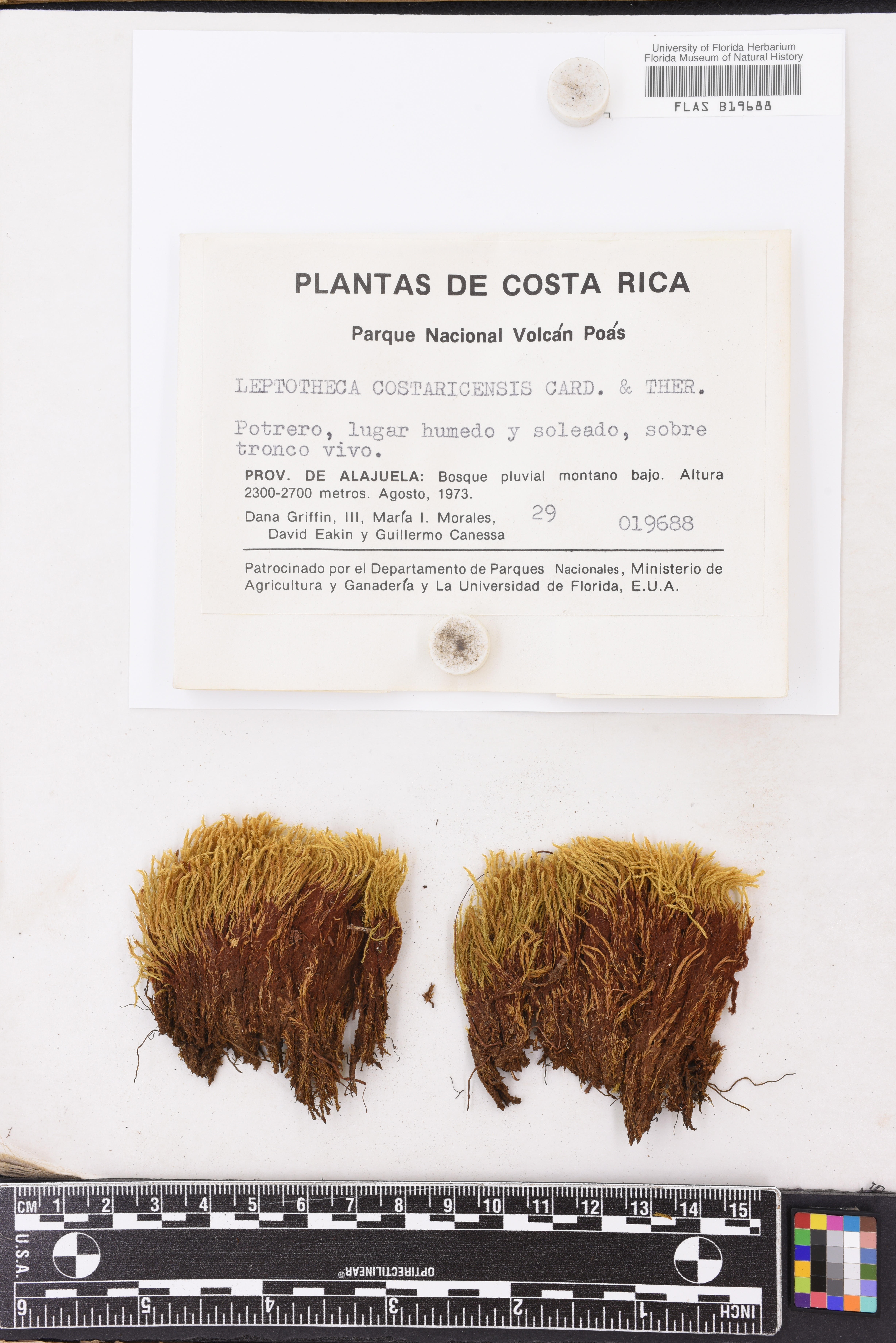 Leptotheca boliviana image