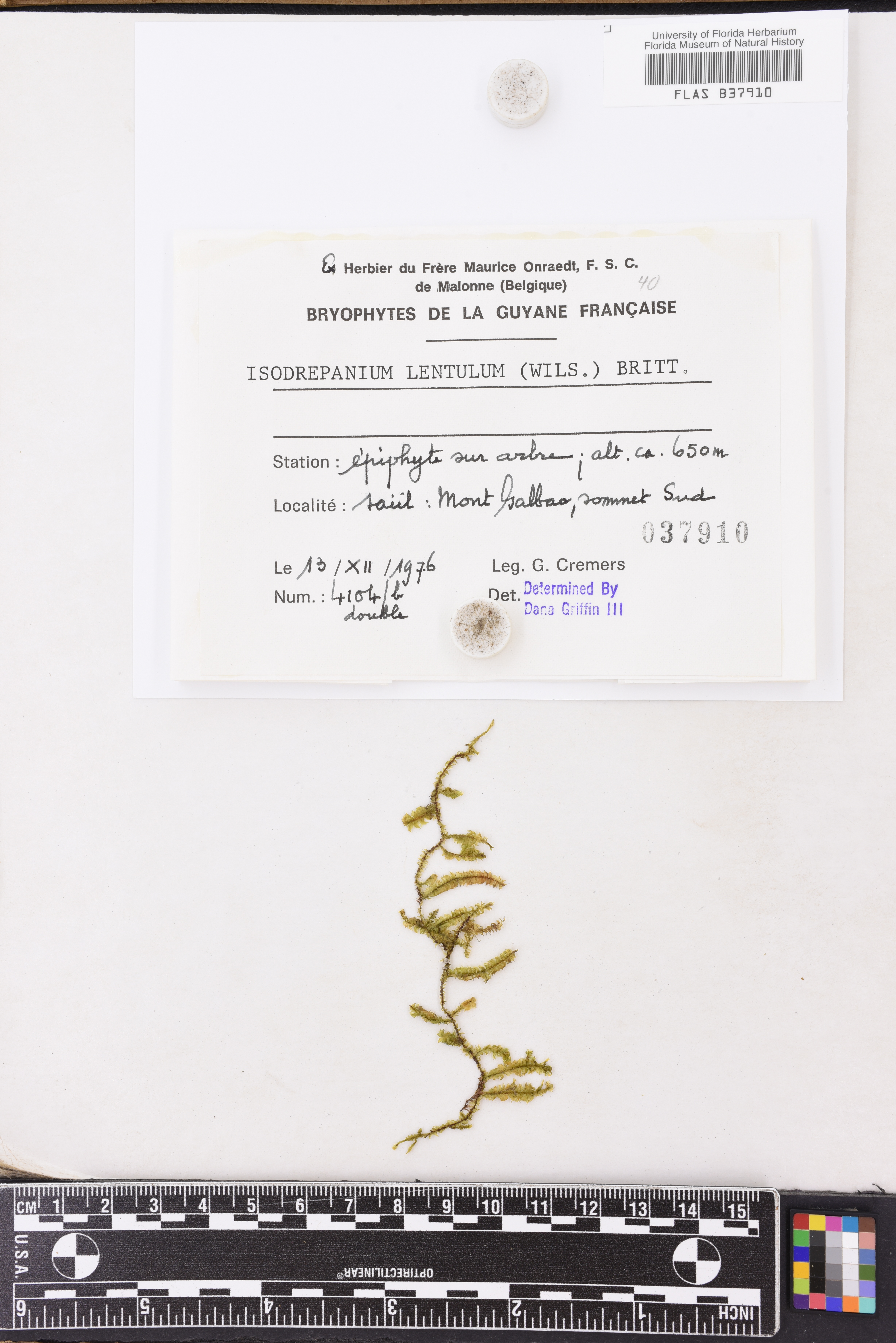 Isodrepanium lentulum image
