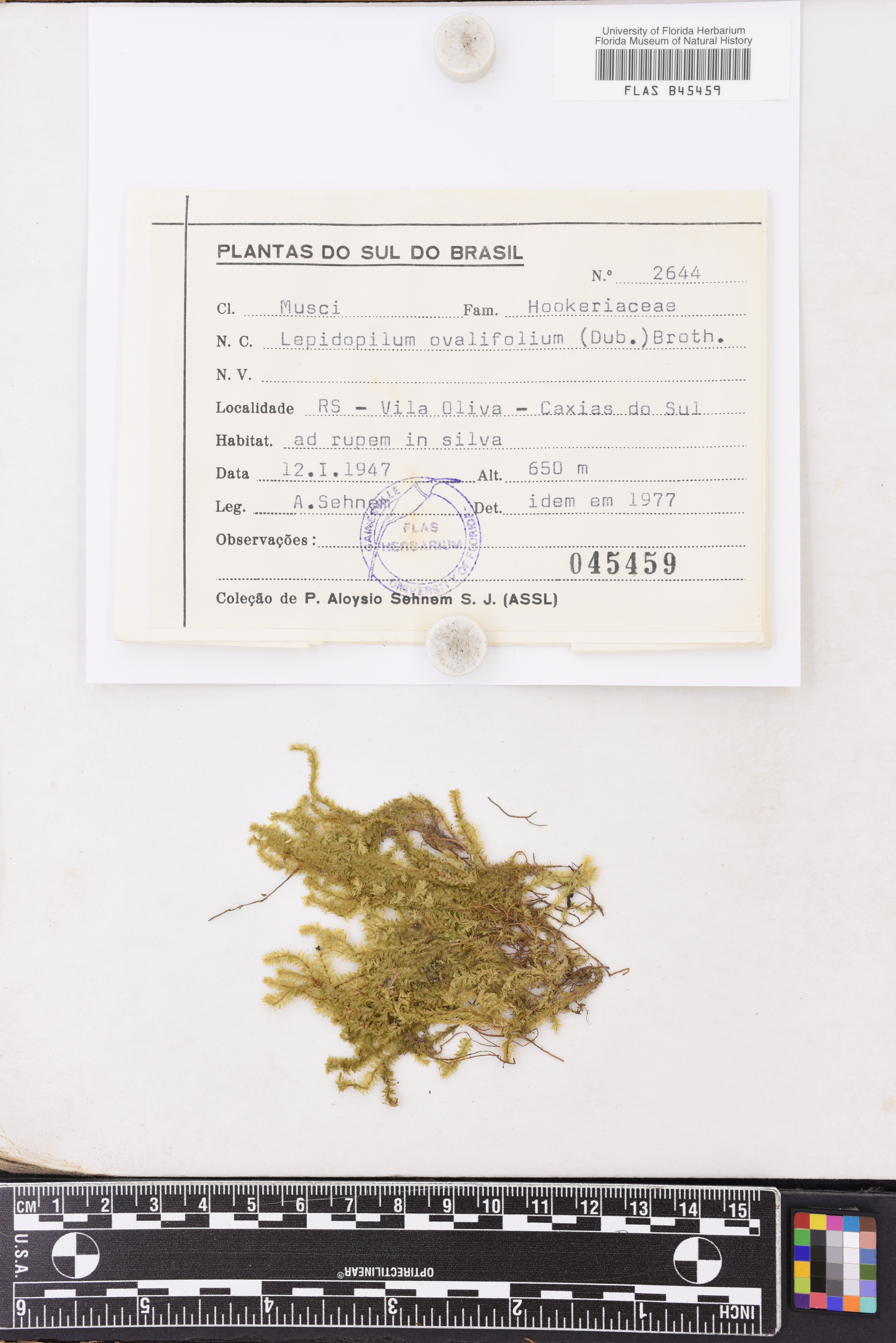 Lepidopilum ovalifolium image