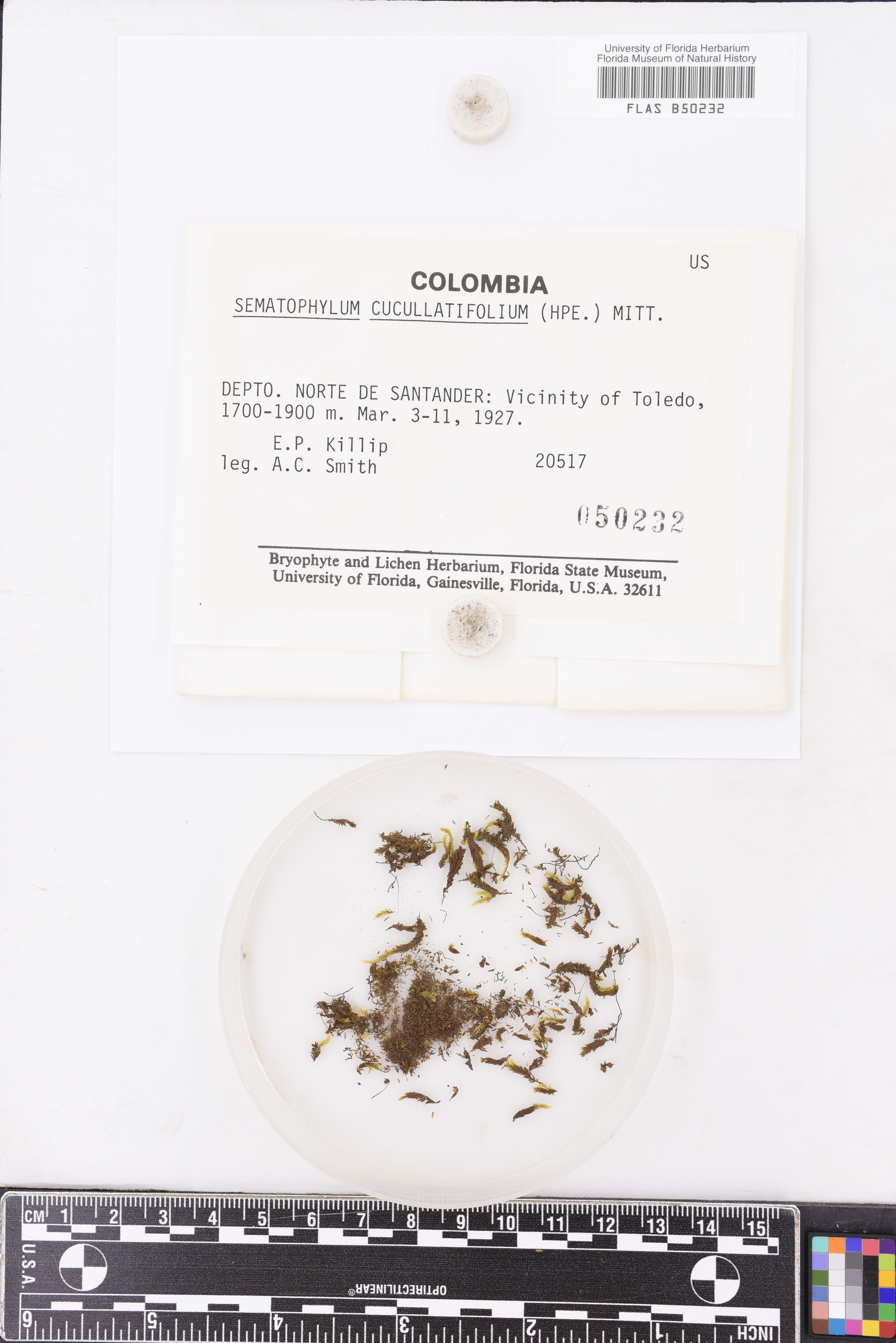 Sematophyllum cucullatifolium image