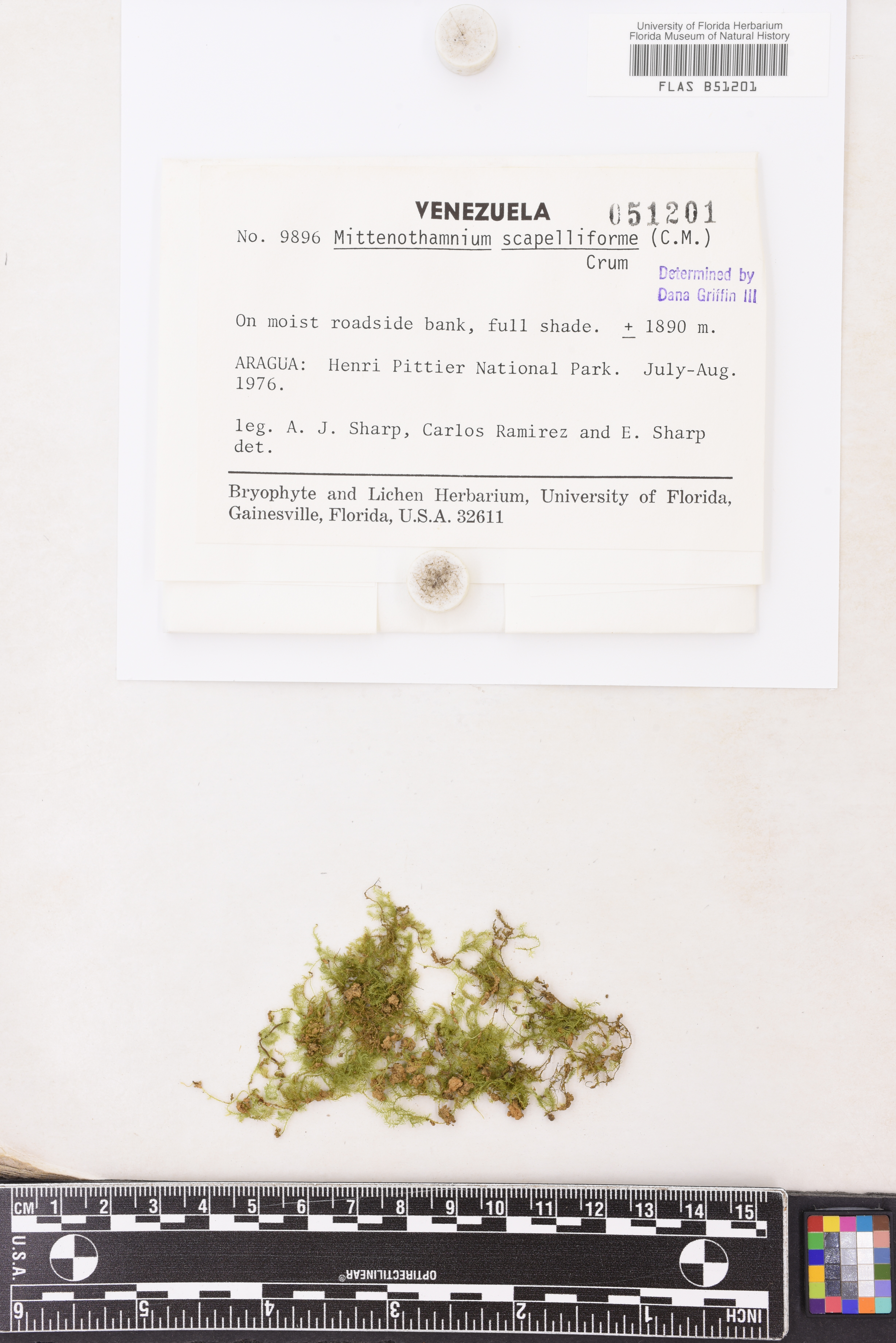 Mittenothamnium scalpellifolium image