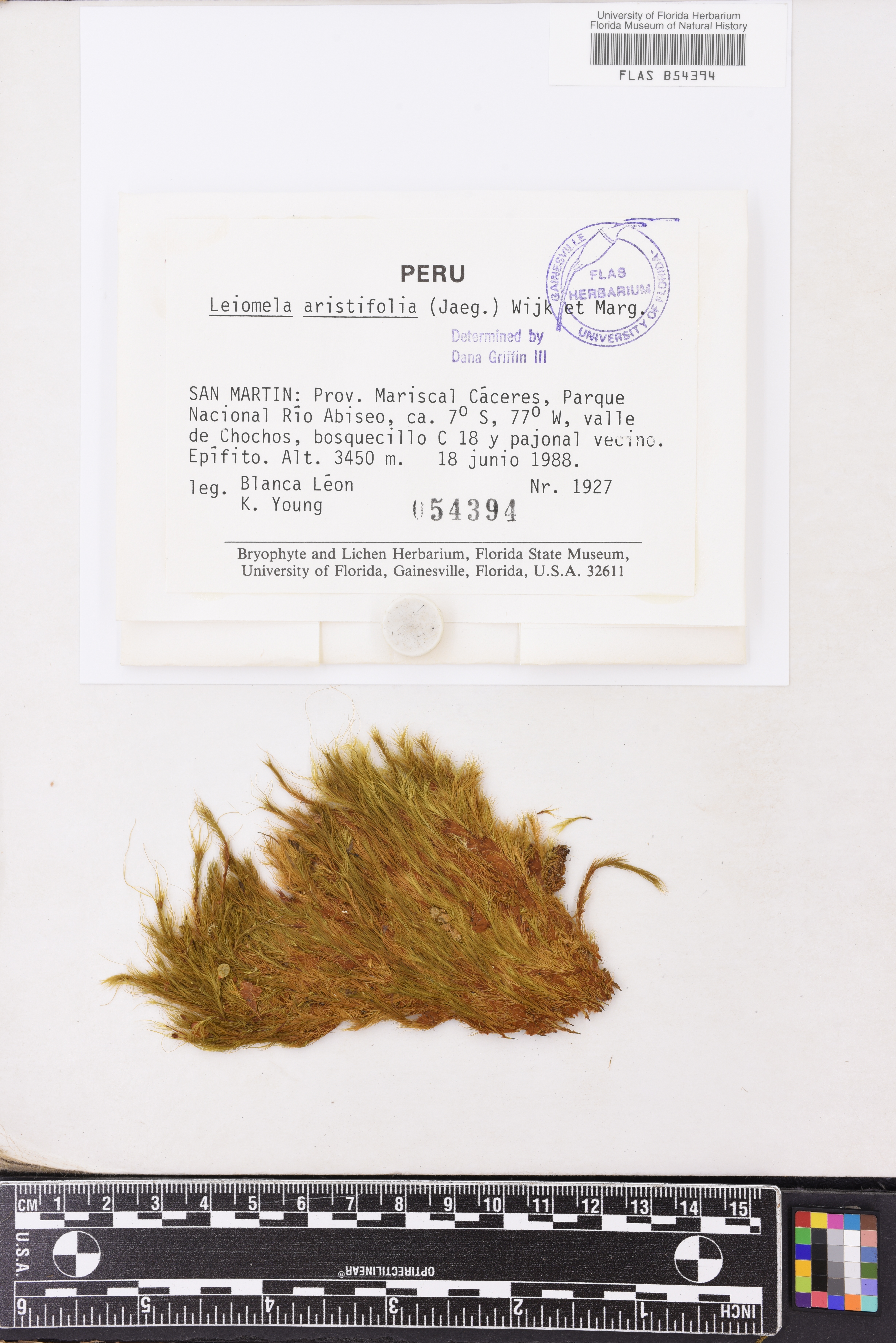 Leiomela aristifolia image