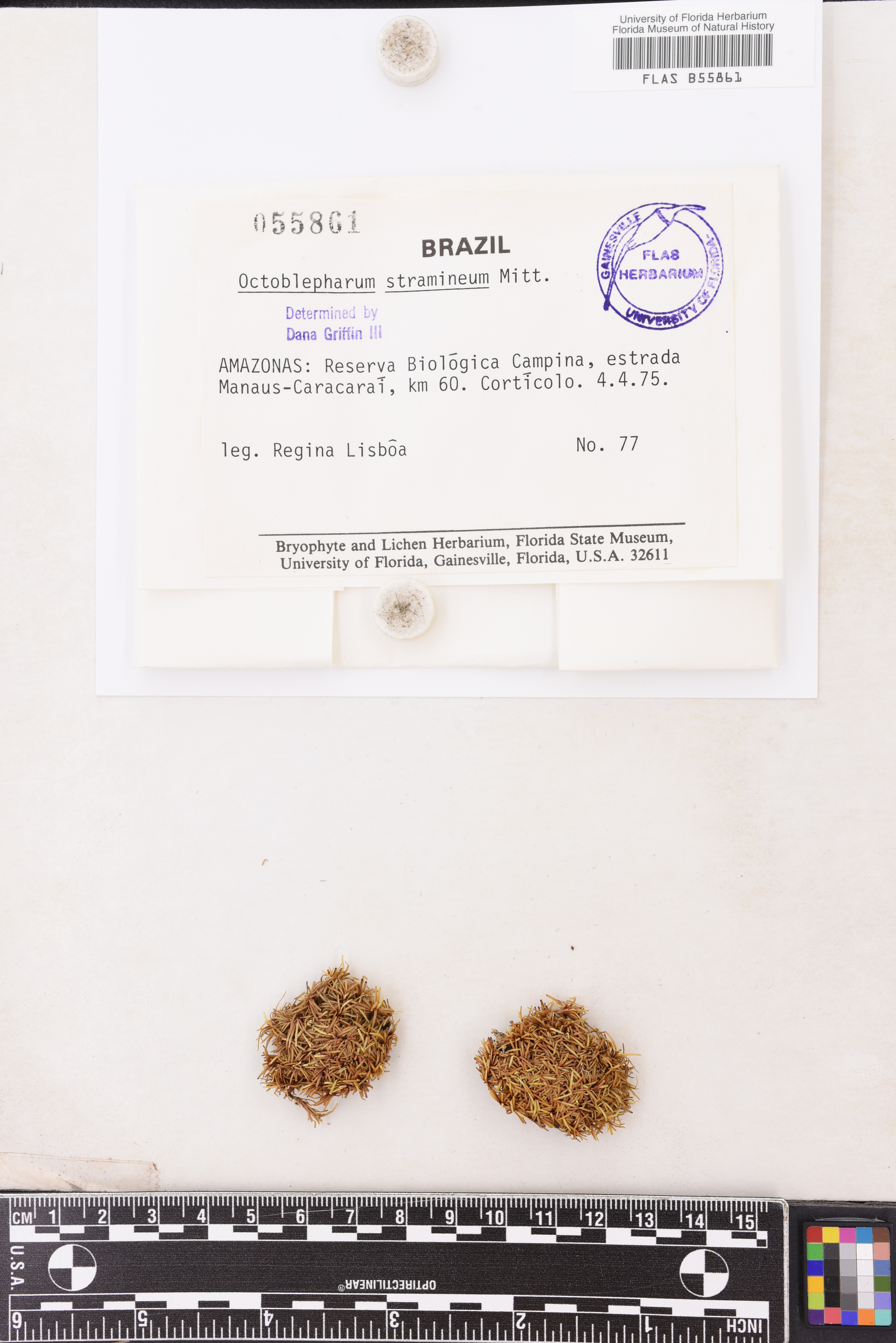 Octoblepharum stramineum image