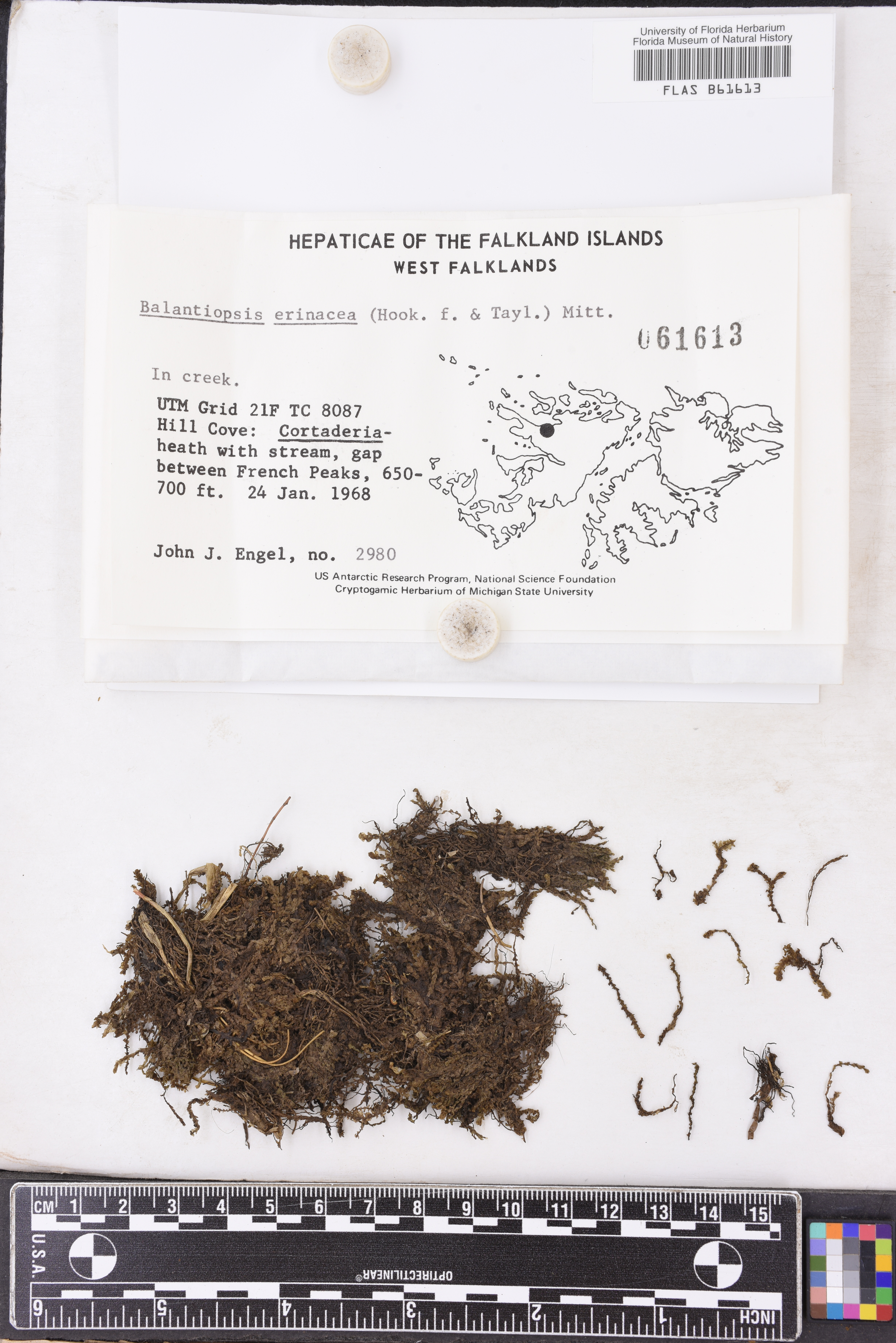Balantiopsis erinacea image