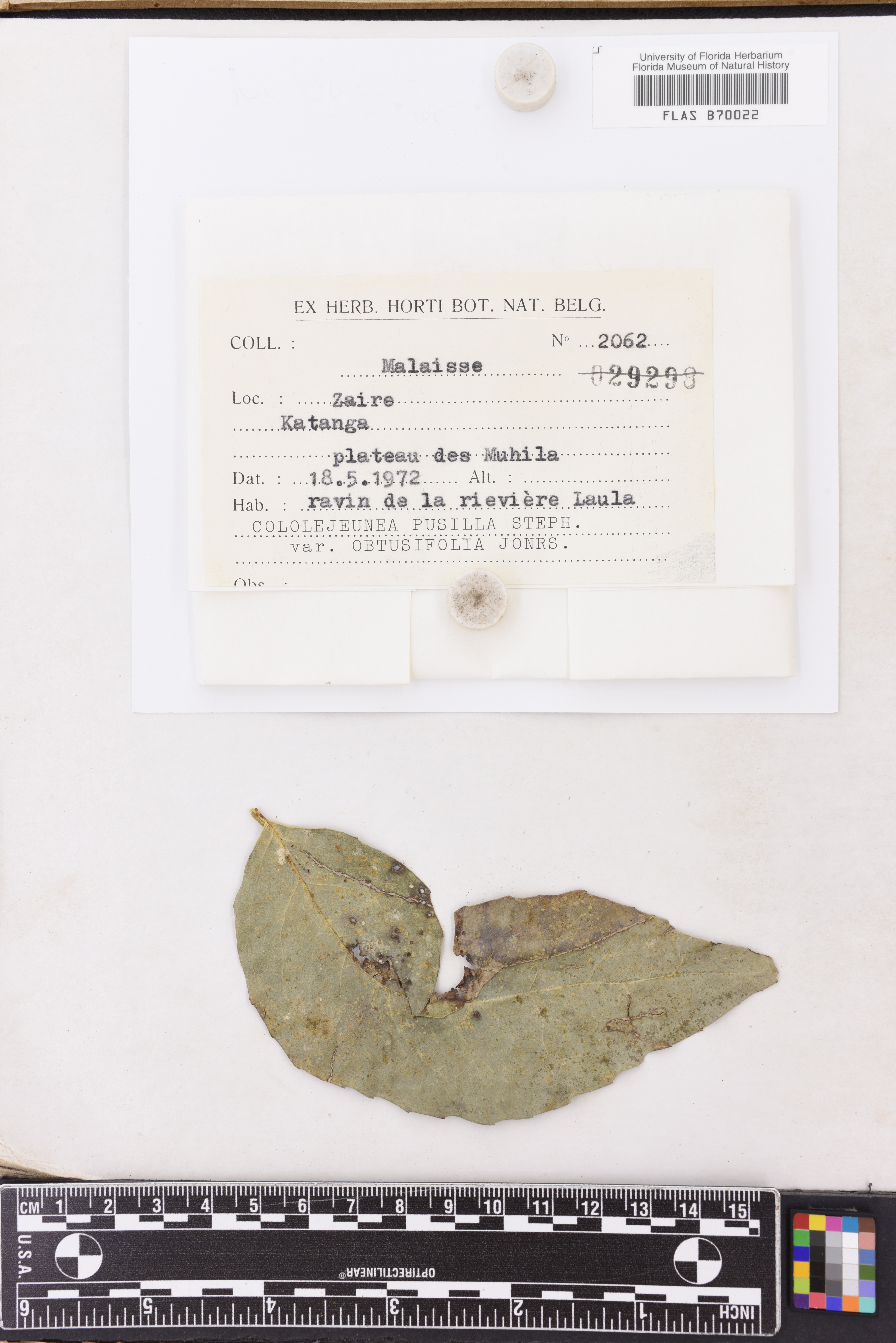 Cololejeunea obtusifolia image