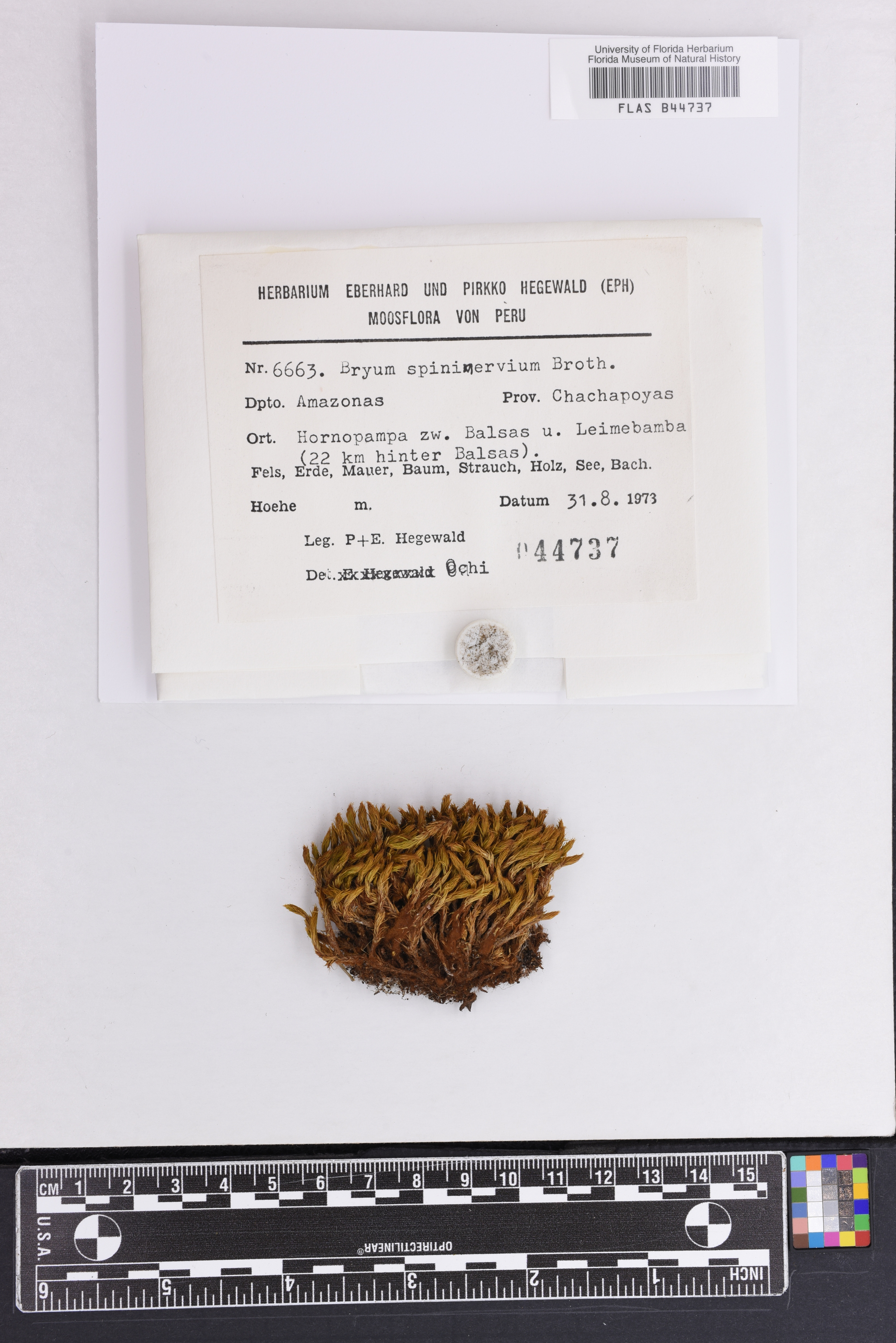 Rosulabryum spininervium image