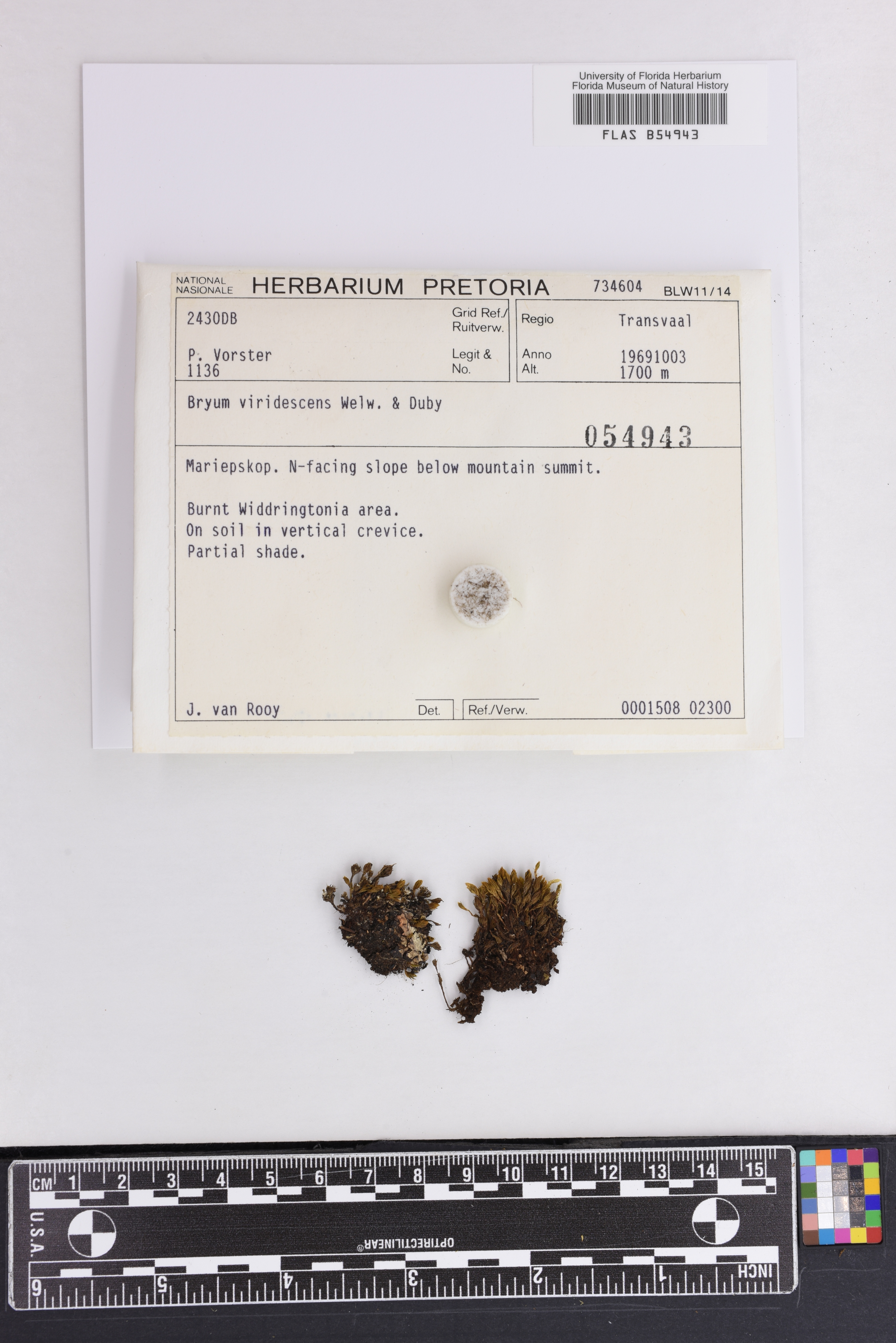 Rosulabryum viridescens image