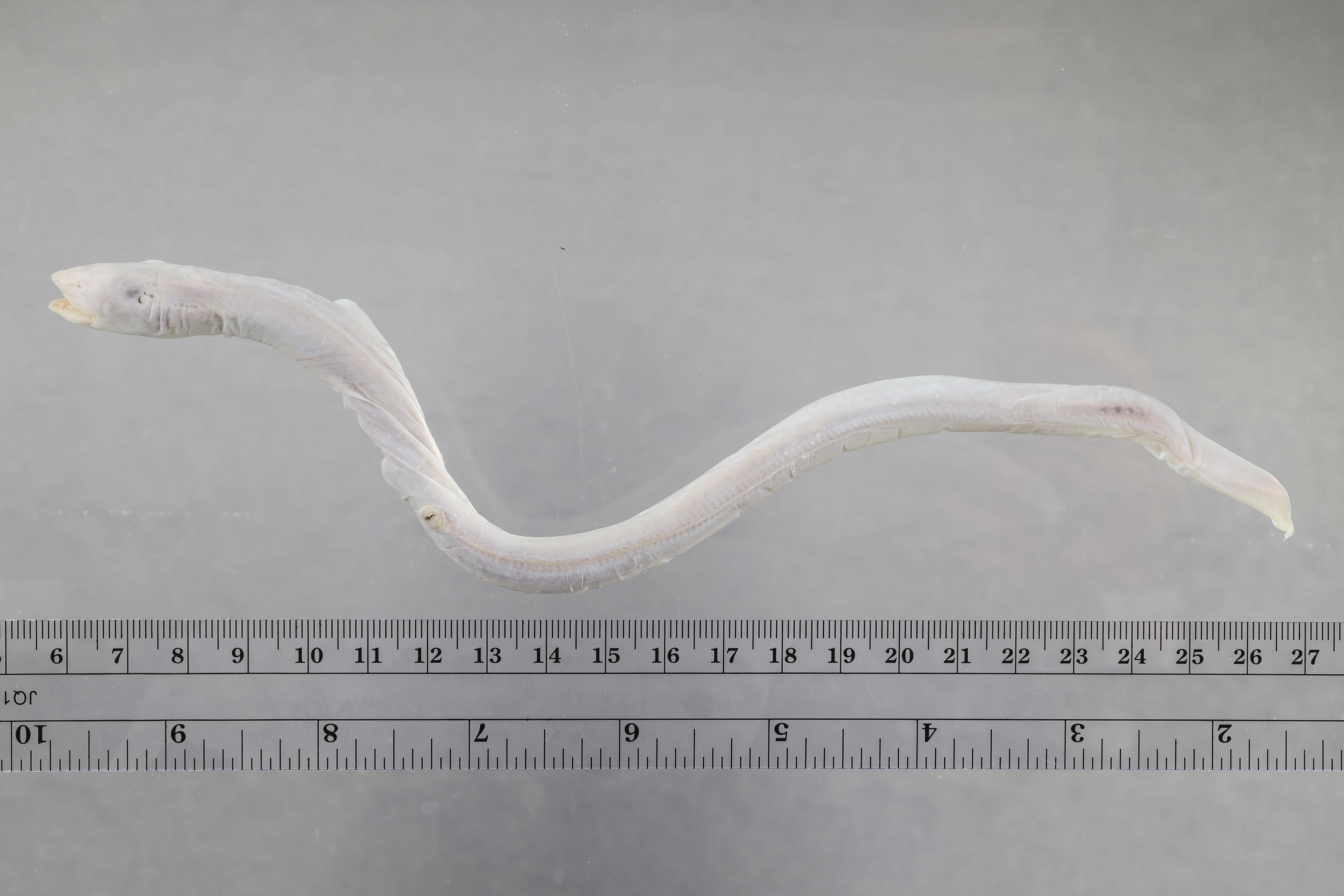 Smalleyed spaghetti eel (Pythonichthys microphthalmus) — Heterenchelyidae