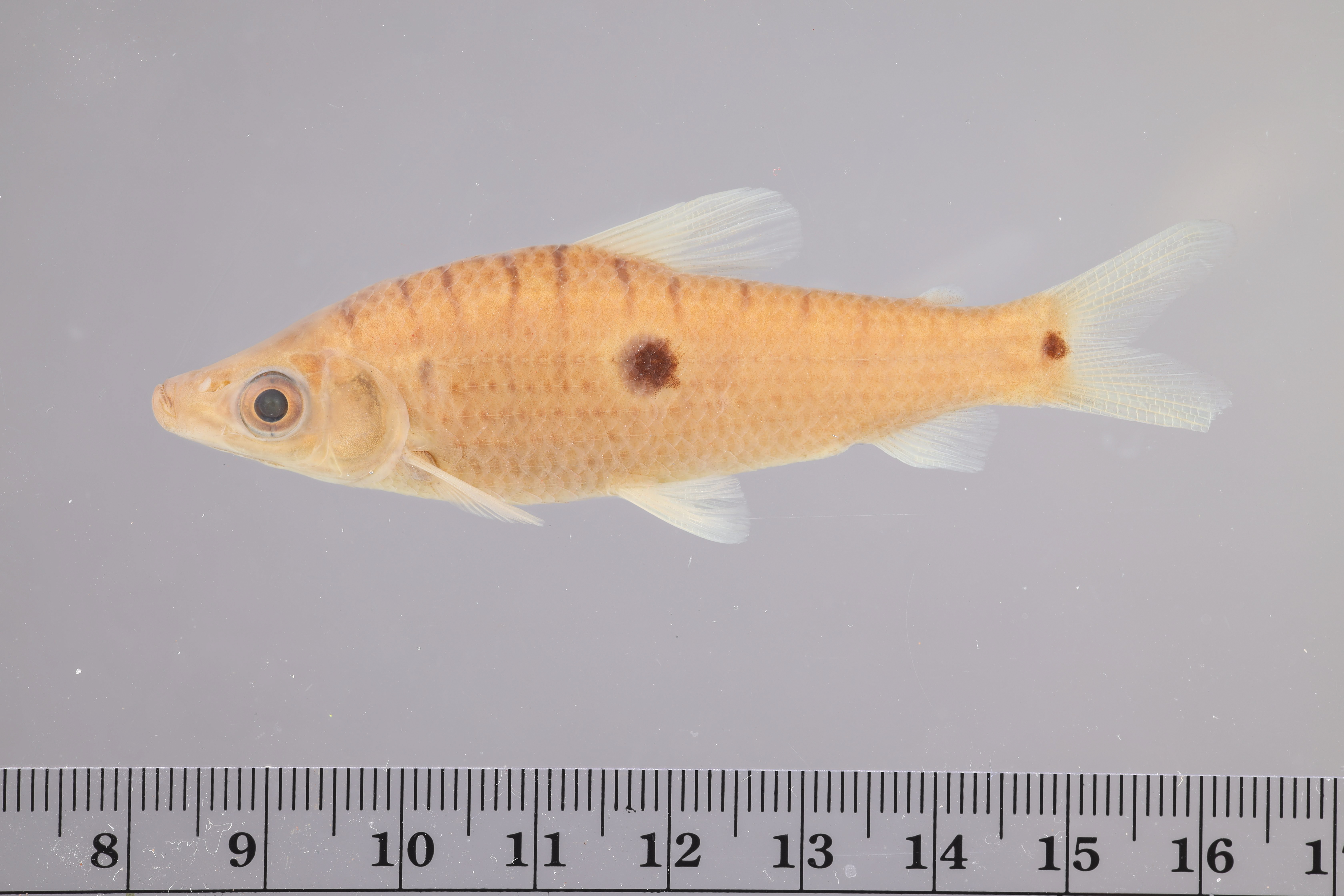 Pseudanos trimaculatus thumbnail