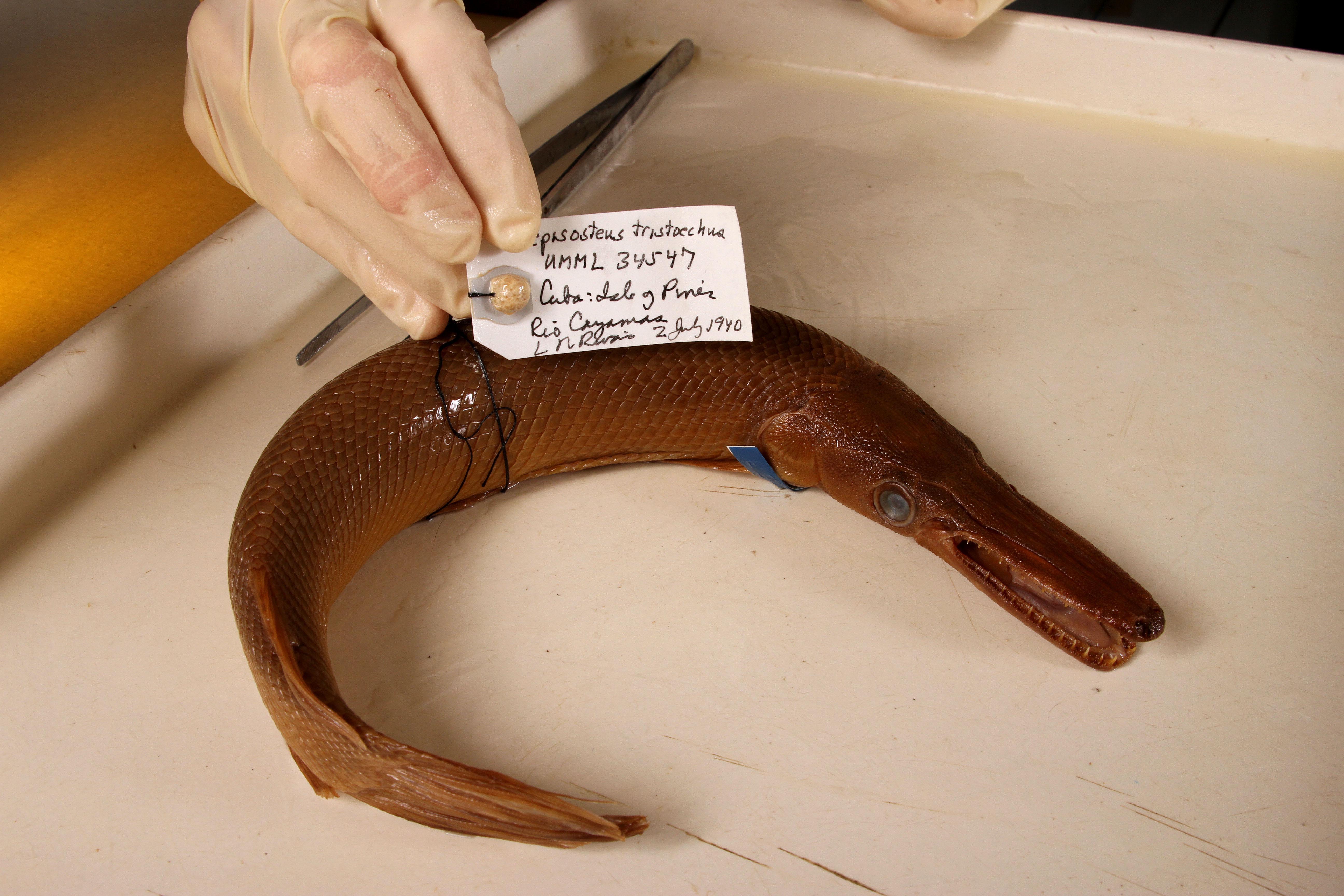 Cuban alligator gar (Atractosteus tristoechus) — Lepisosteidae