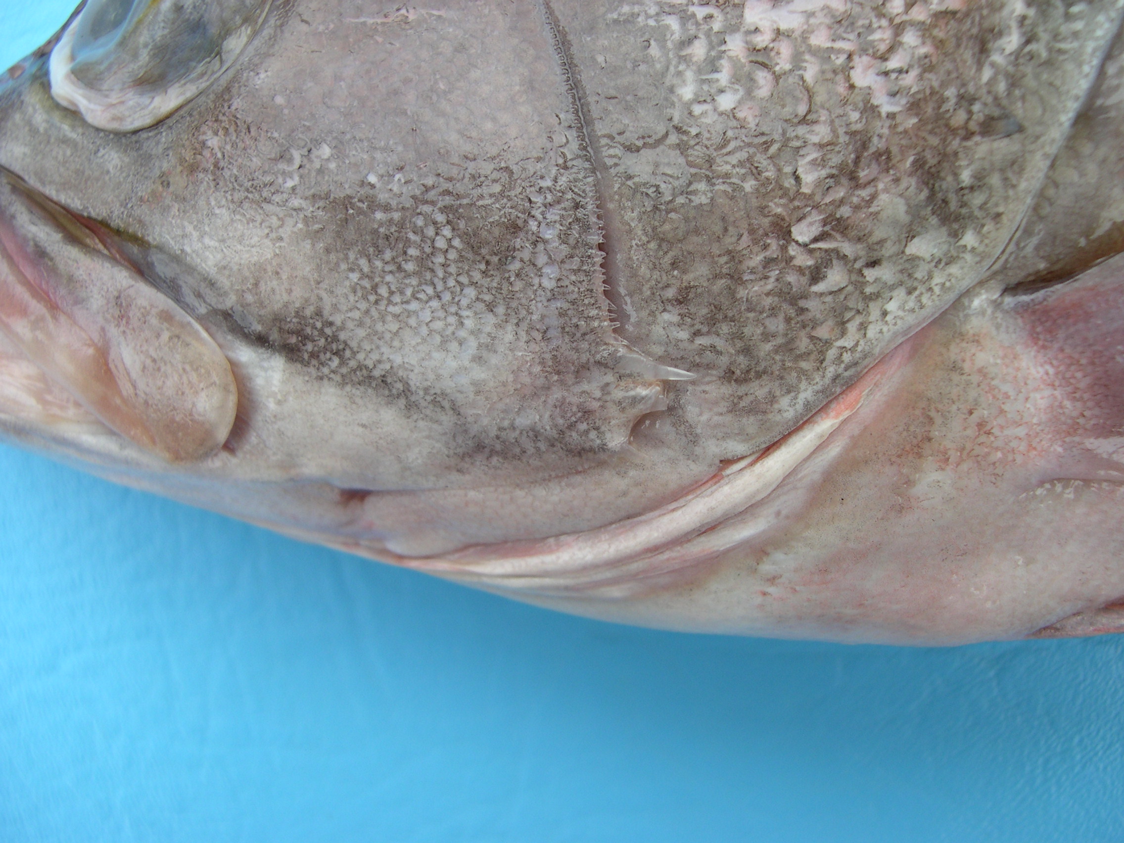 Coral cod (Epinephelus diacanthus) — Serranidae — 4
