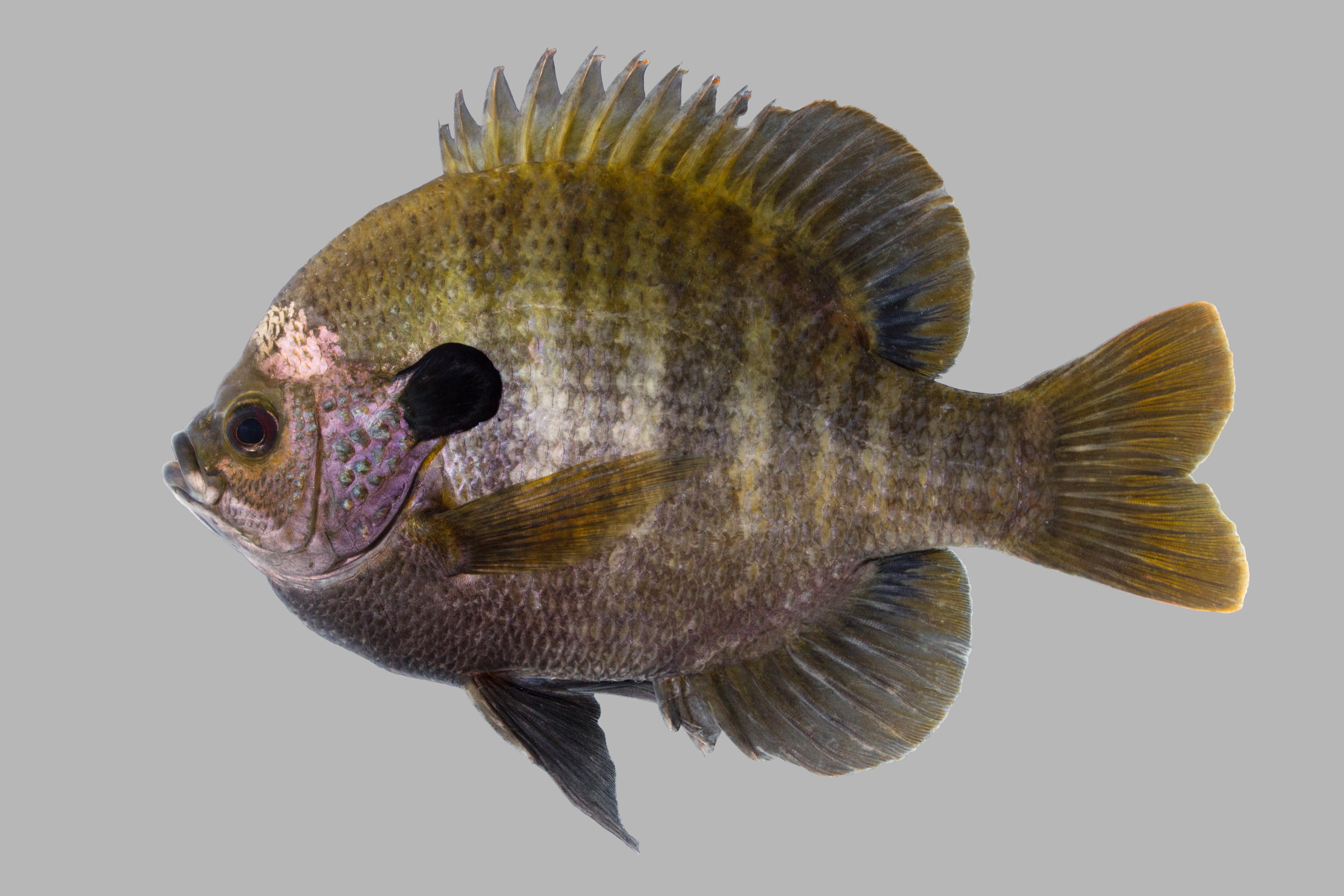 Lepomis macrochirus image