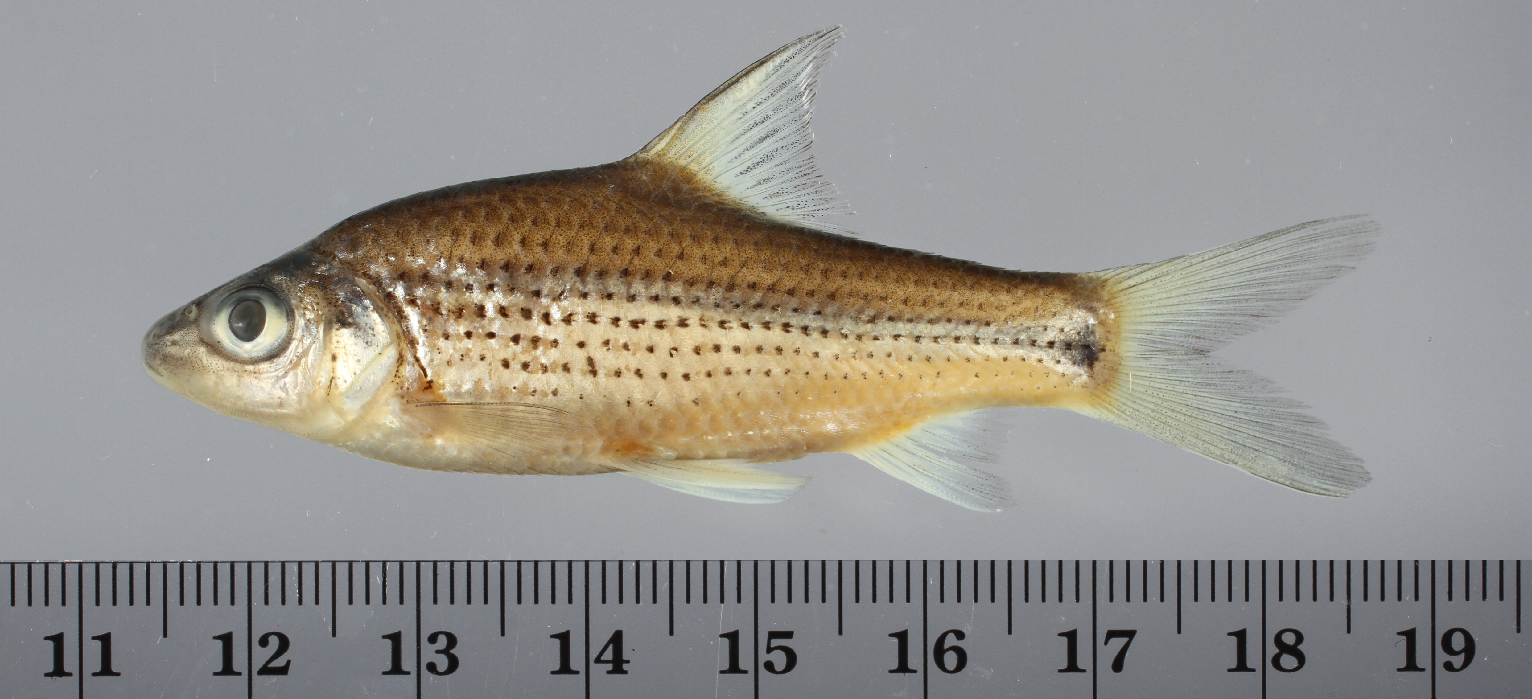 Beardless barb (Anematichthys repasson) — Cyprinidae — 2