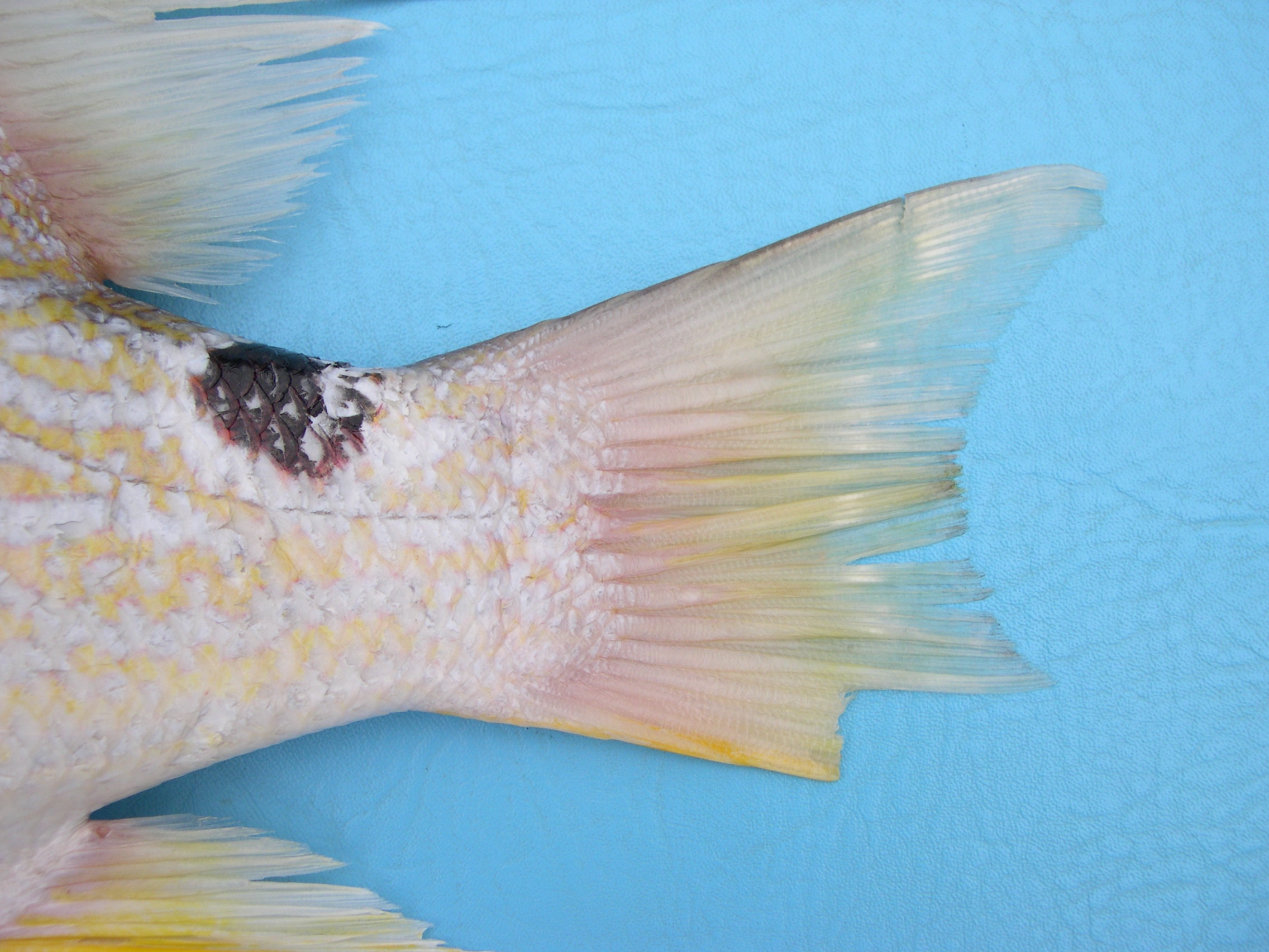 Sailfin snapper (Symphorichthys spilurus) — Lutjanidae — 3