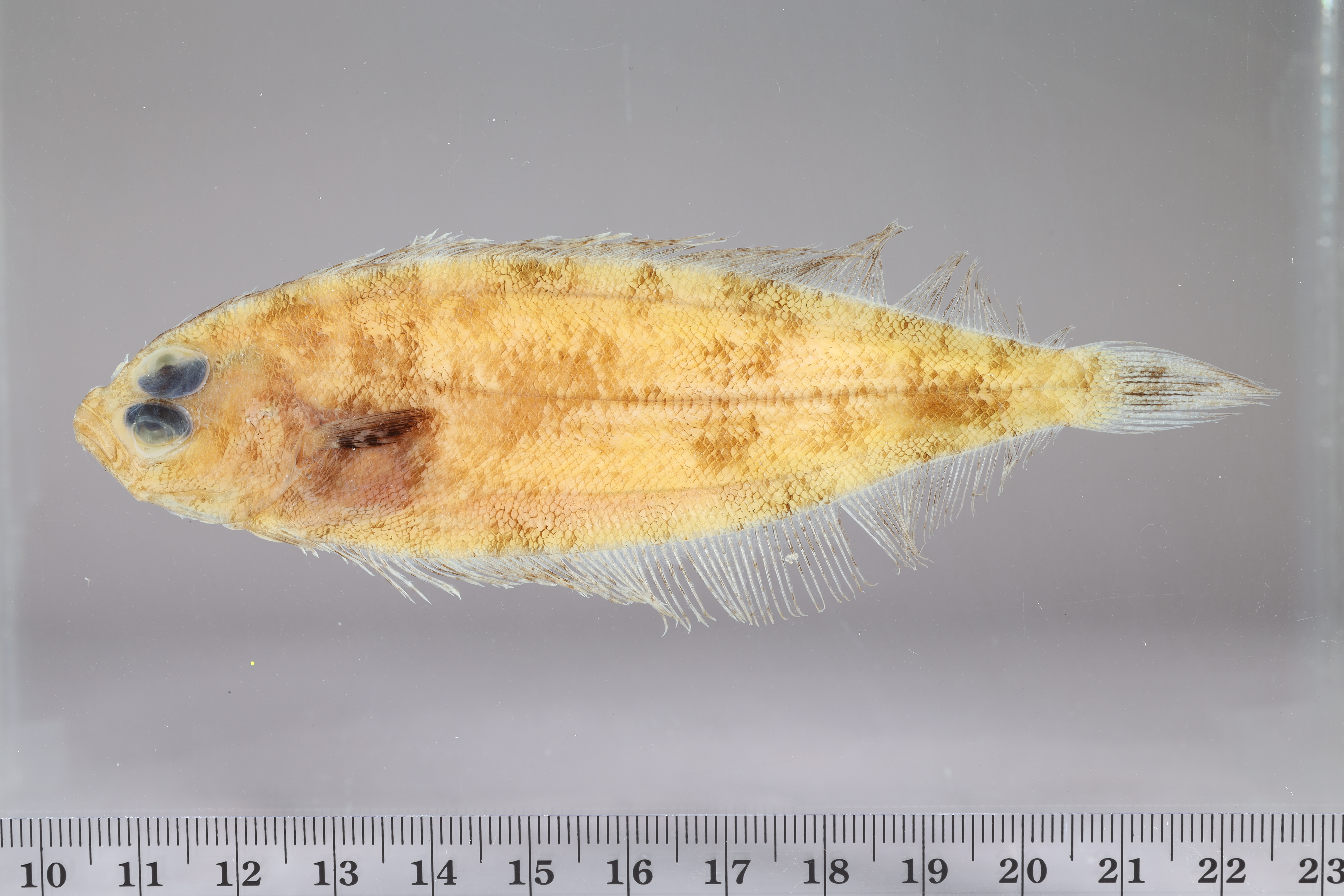 Deepwater flounder (Monolene sessilicauda) — Bothidae