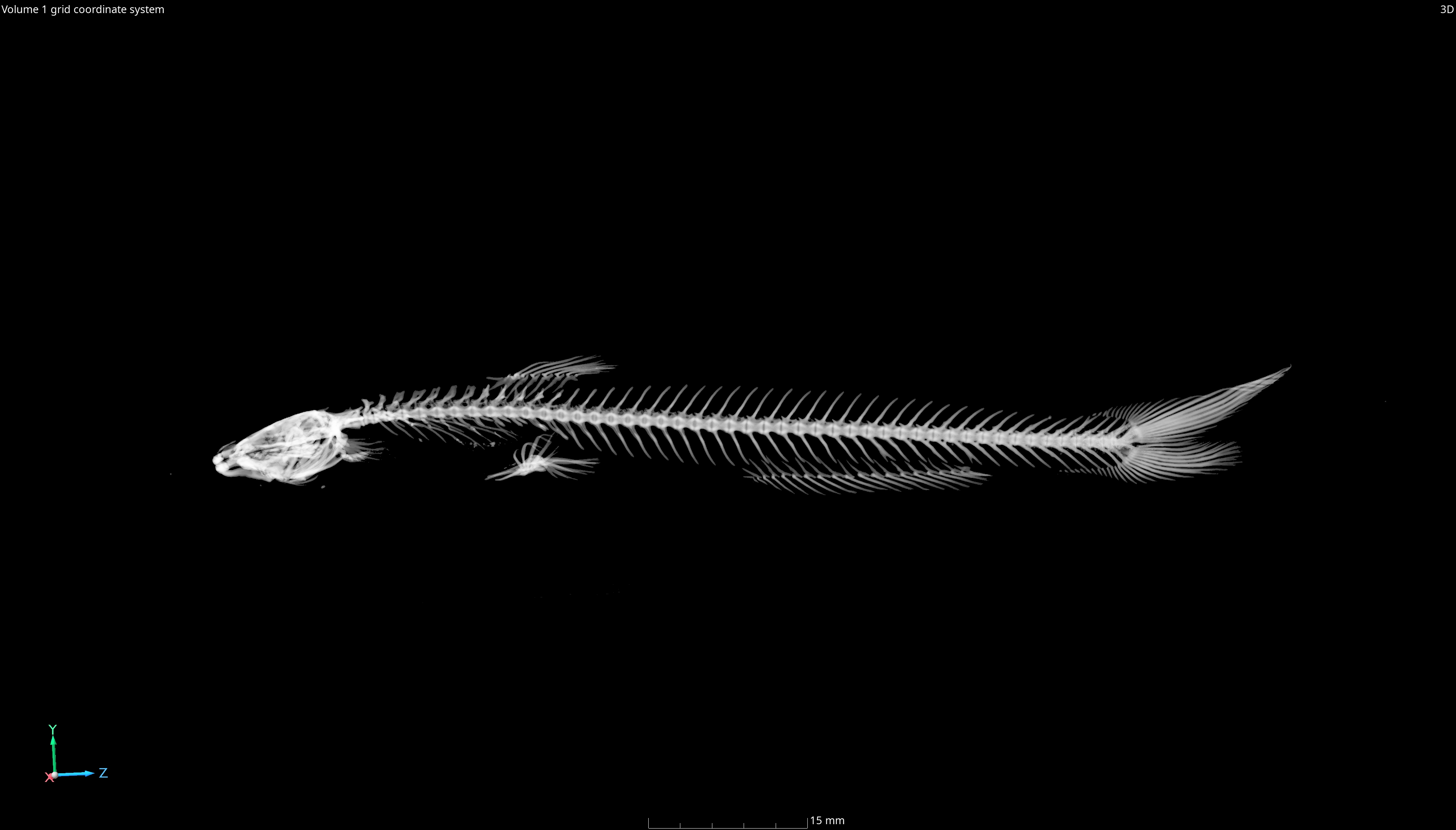 Coastal Pencil Catfish photo 3