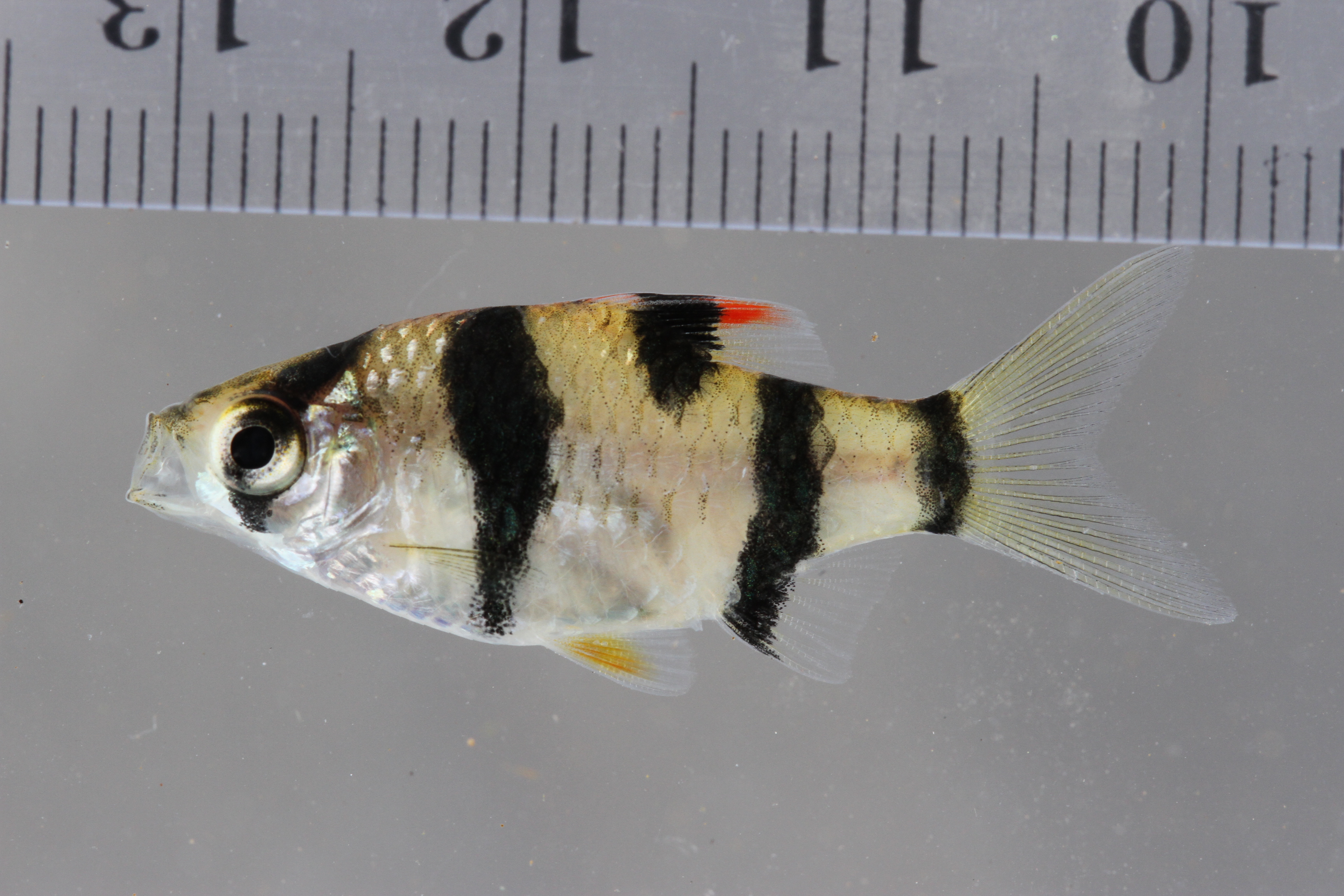 Halve-tijgerbarbeel (Puntigrus partipentazona) — Cyprinidae — 4