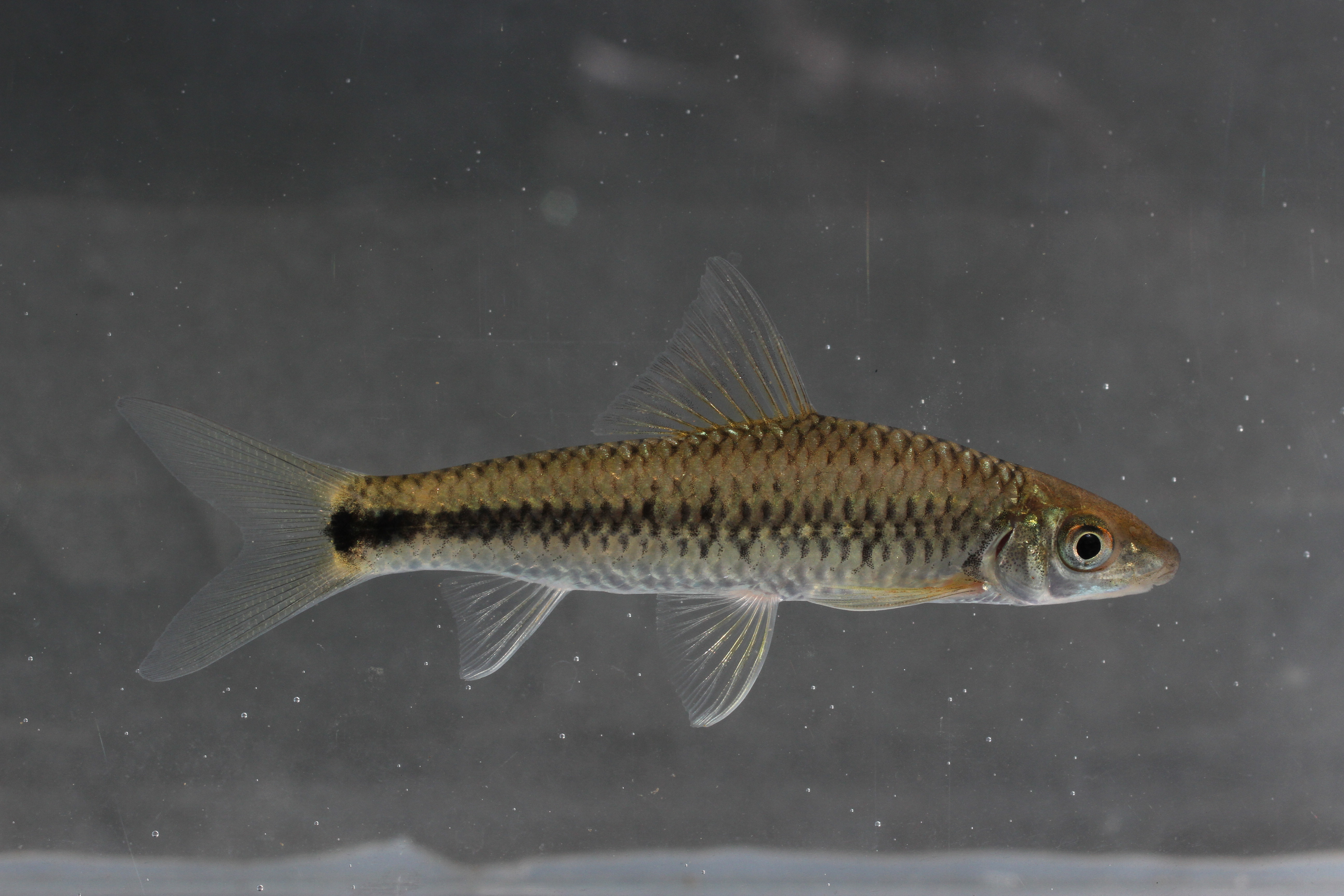 Net-algeneter (Crossocheilus reticulatus) — Cyprinidae