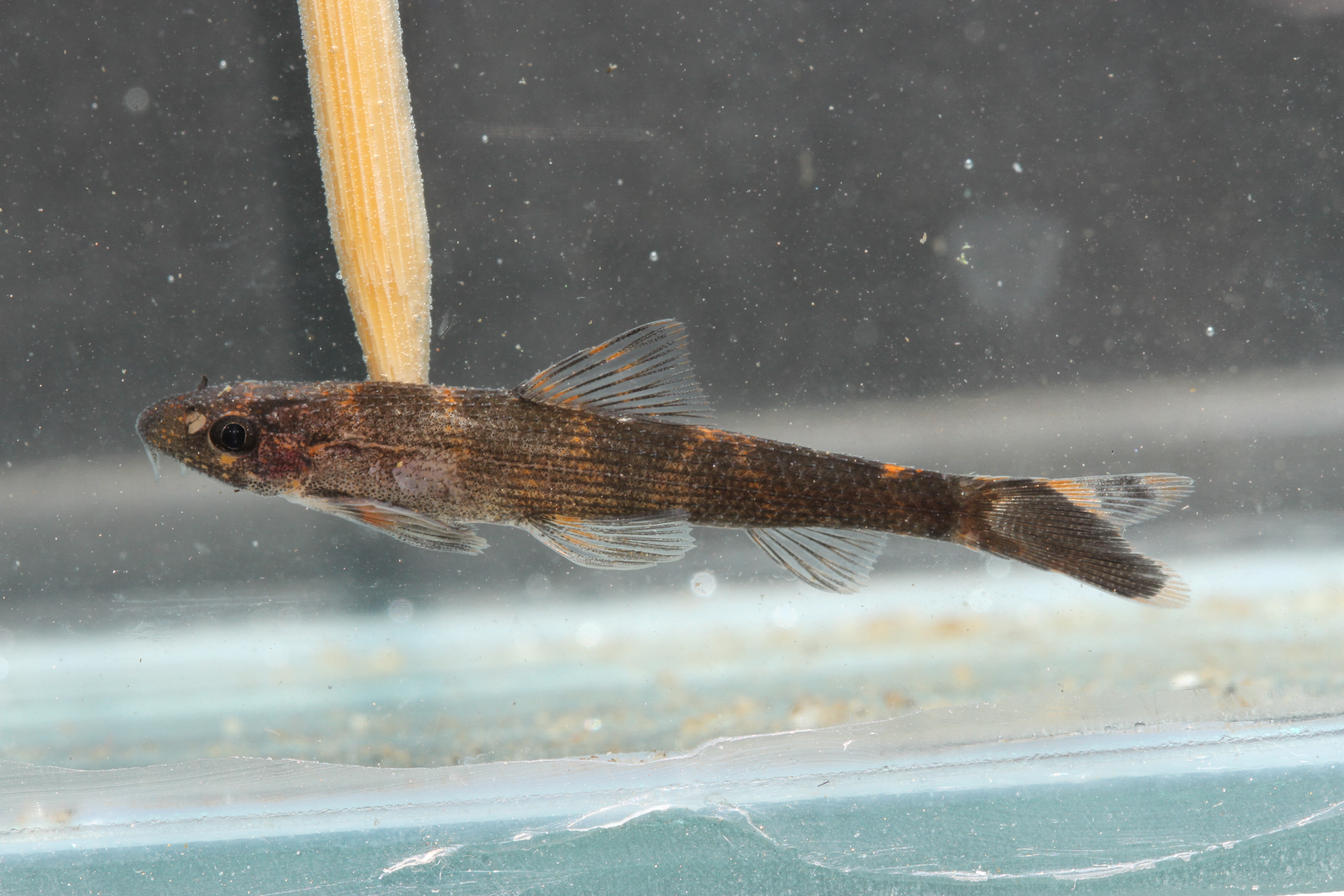 Zollinger's hillstream loach (Balitoropsis zollingeri) — Balitoridae