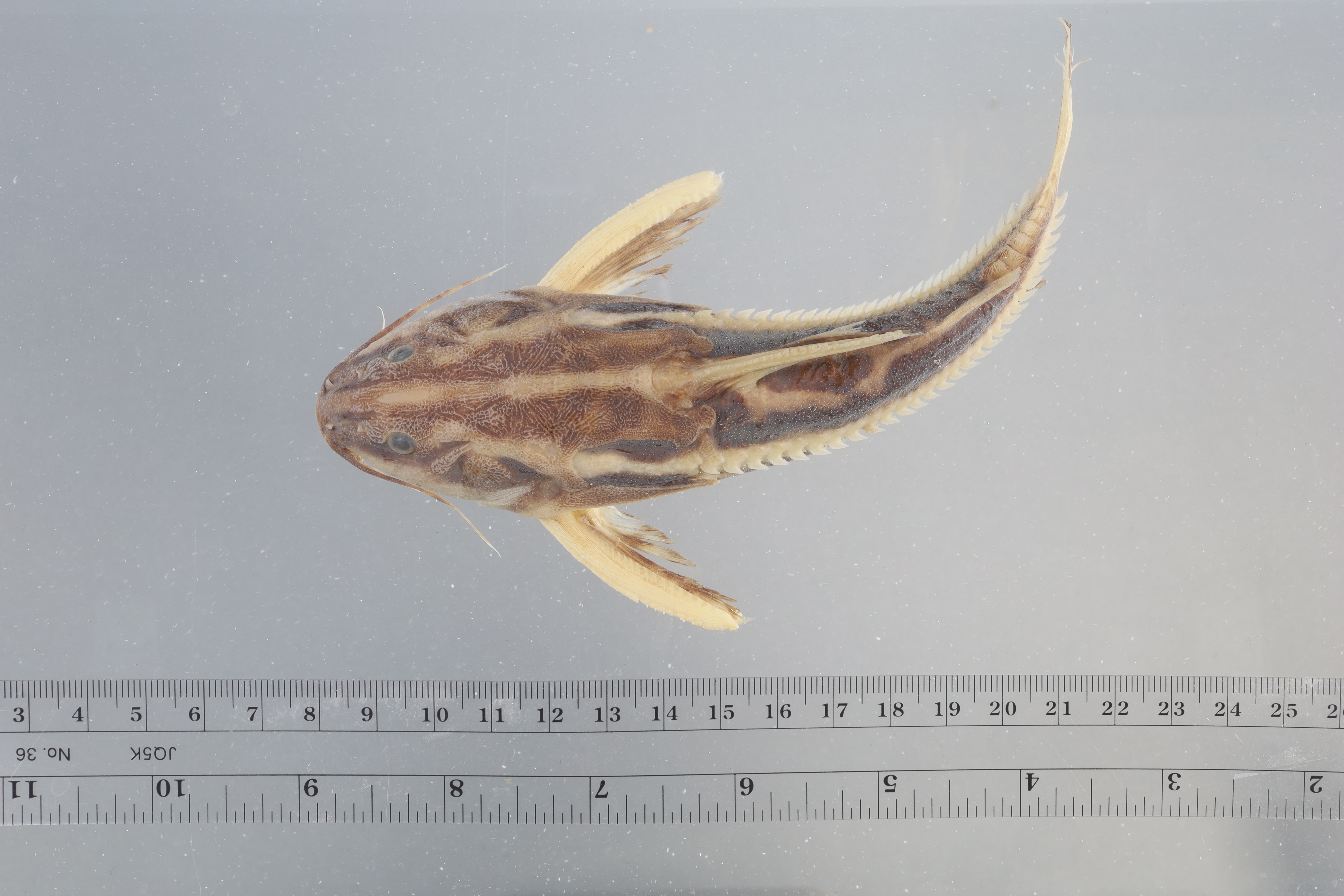 Eigenmanns doornmeerval (Ossancora eigenmanni) — Doradidae — 4