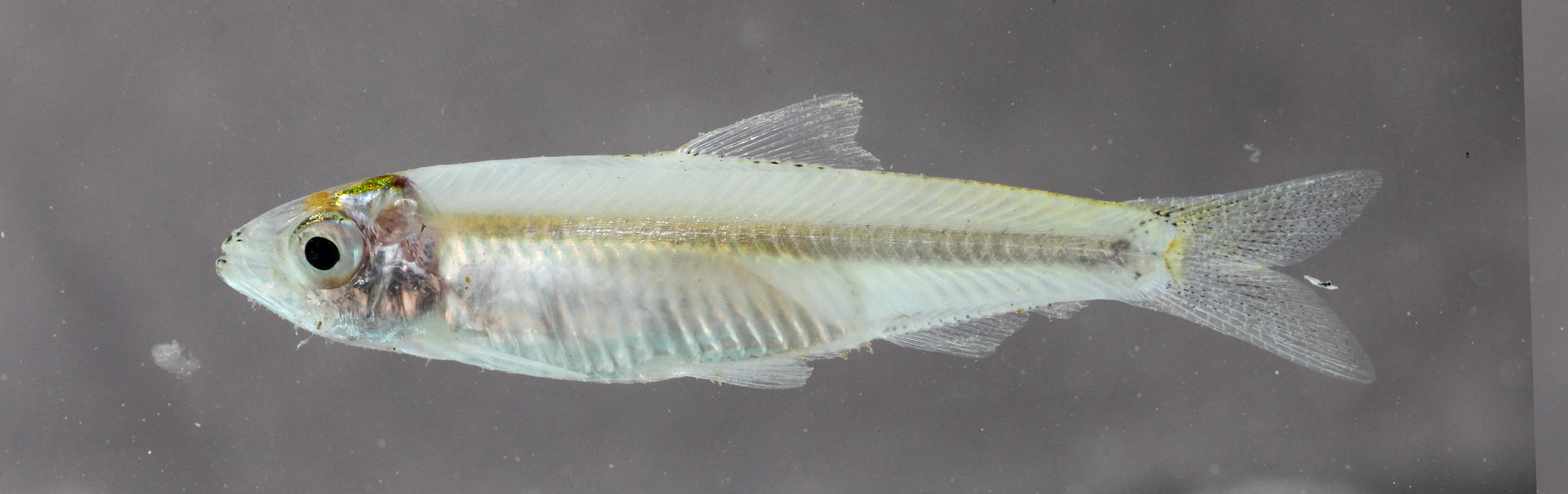 Clupeichthys aesarnensis thumbnail
