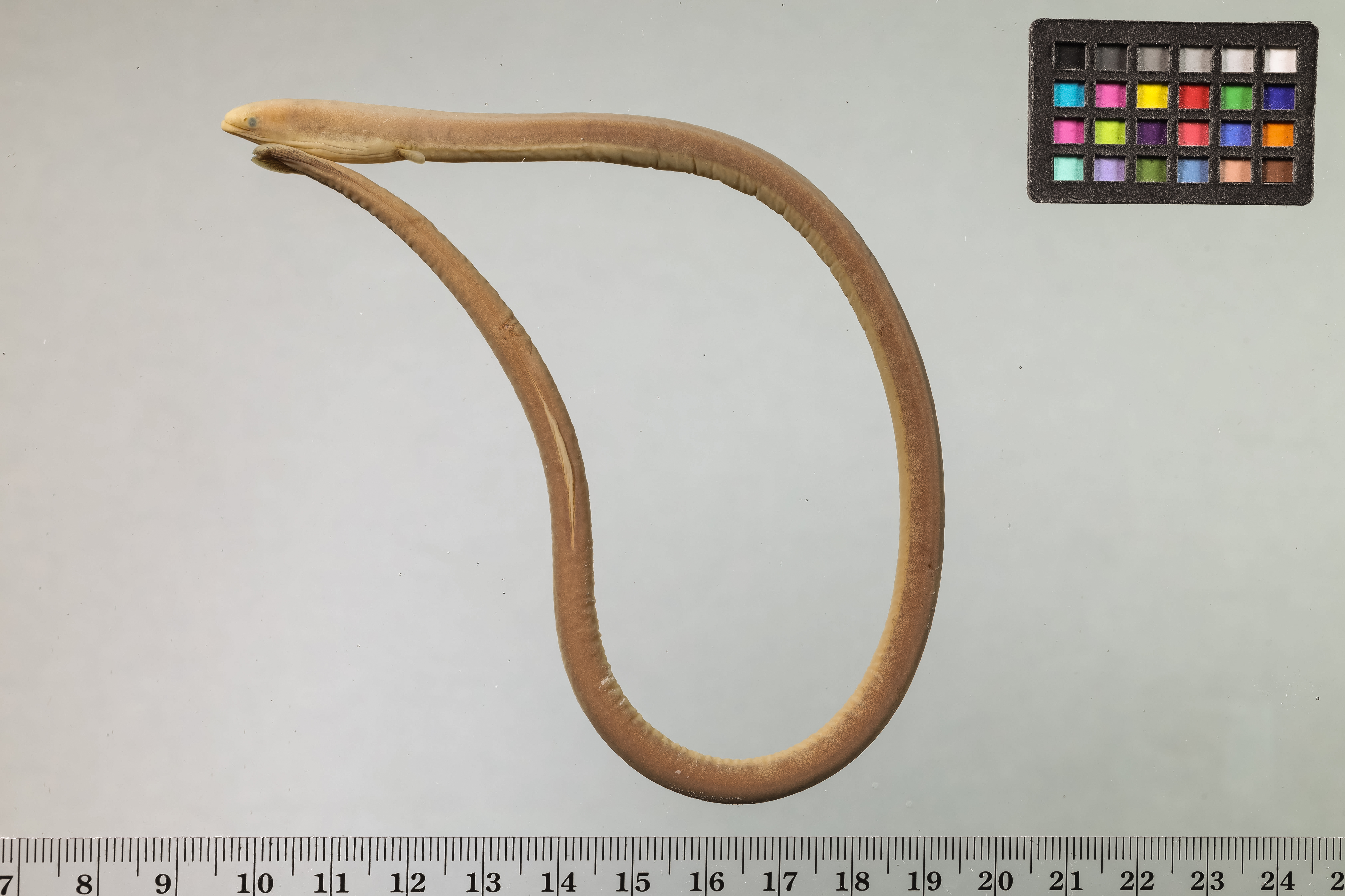 Spaghetti eel (Moringua edwardsi) — Moringuidae — 3