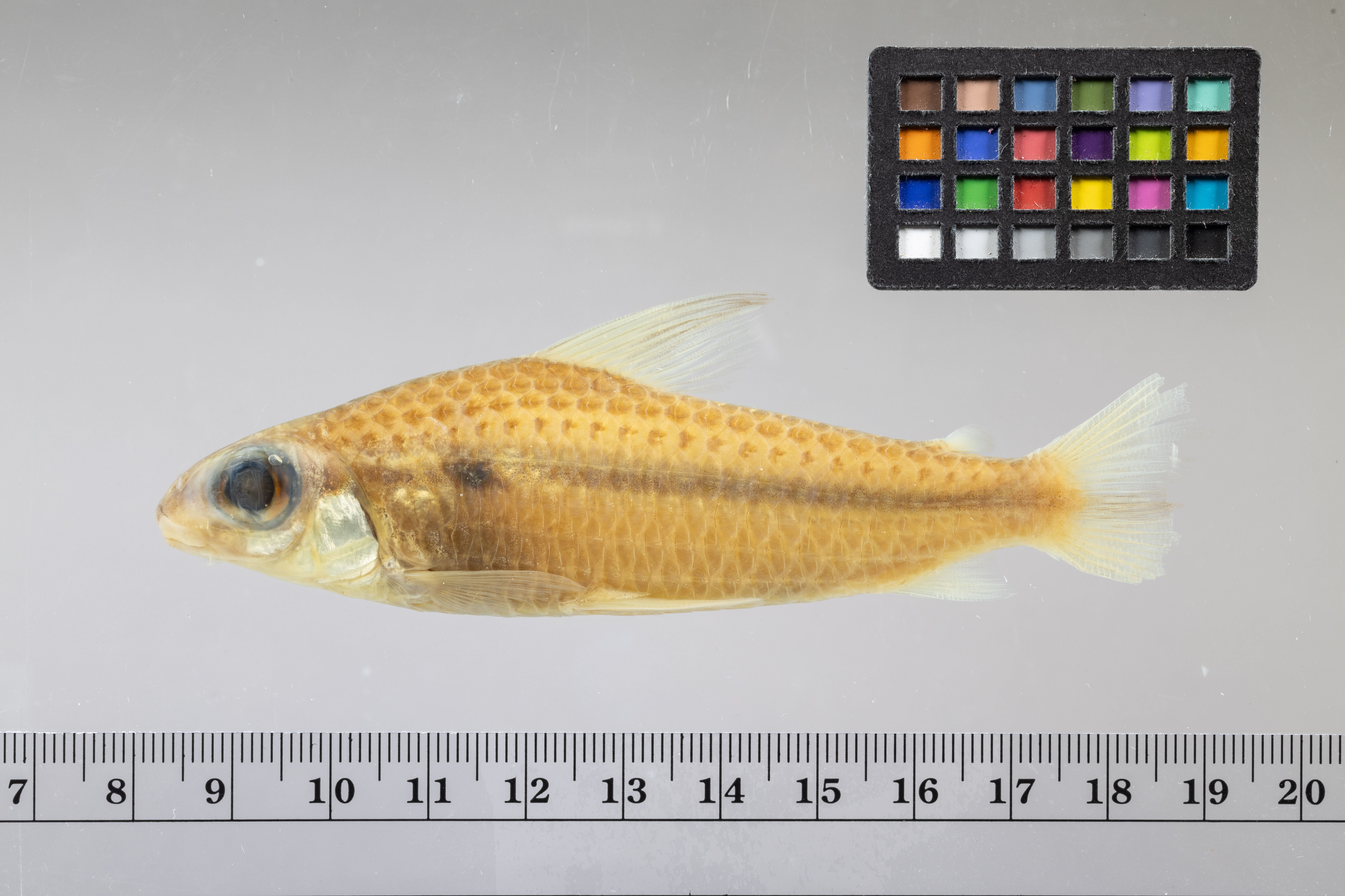 Flag-tailed characin (Caenotropus labyrinthicus) — Chilodontidae — 3