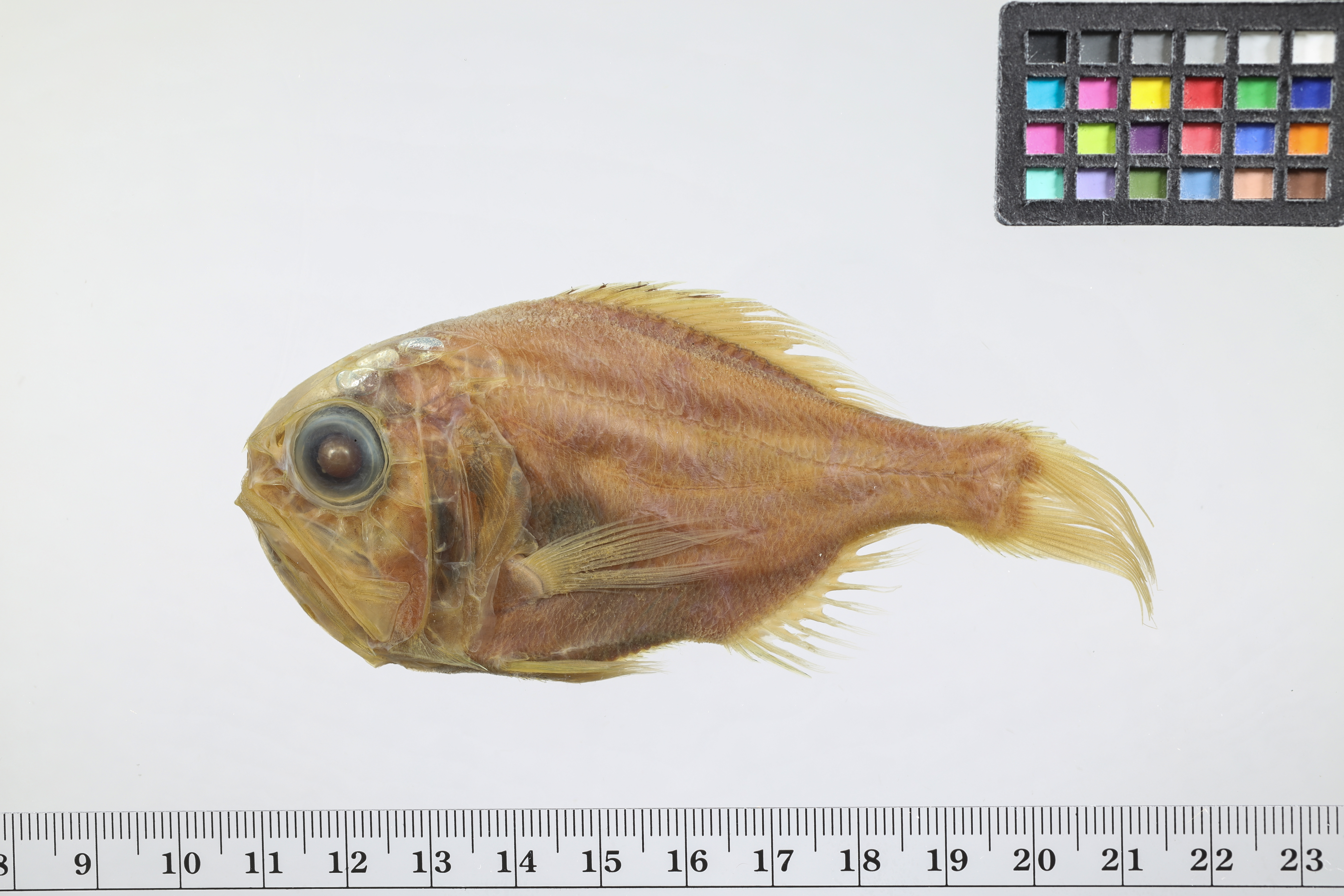 Hoplostethus occidentalis thumbnail