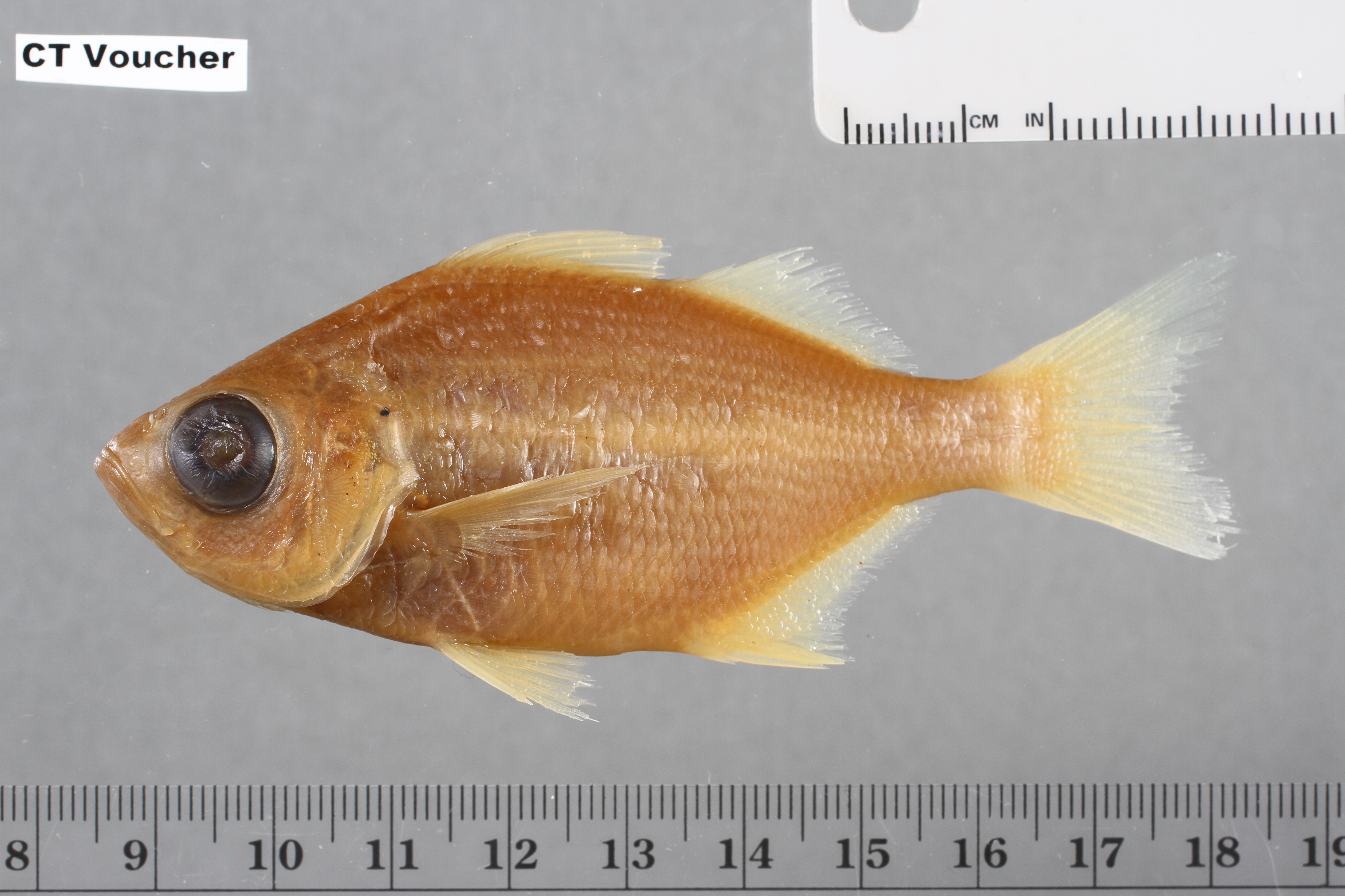 Largeeye flagtail (Parakuhlia macrophthalmus) — Haemulidae — 3