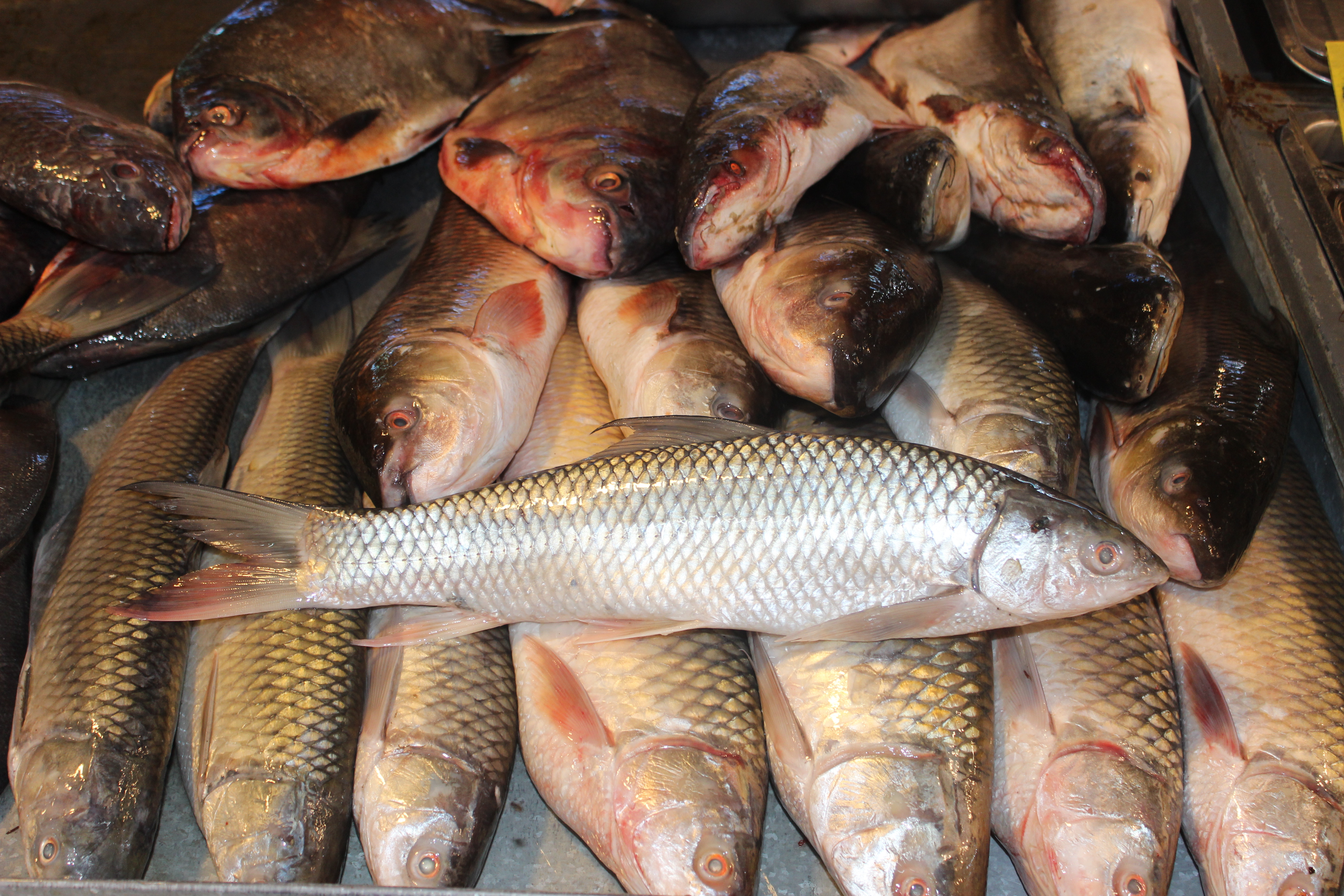 Mrigal carp (Cirrhinus cirrhosus) — Cyprinidae — 4