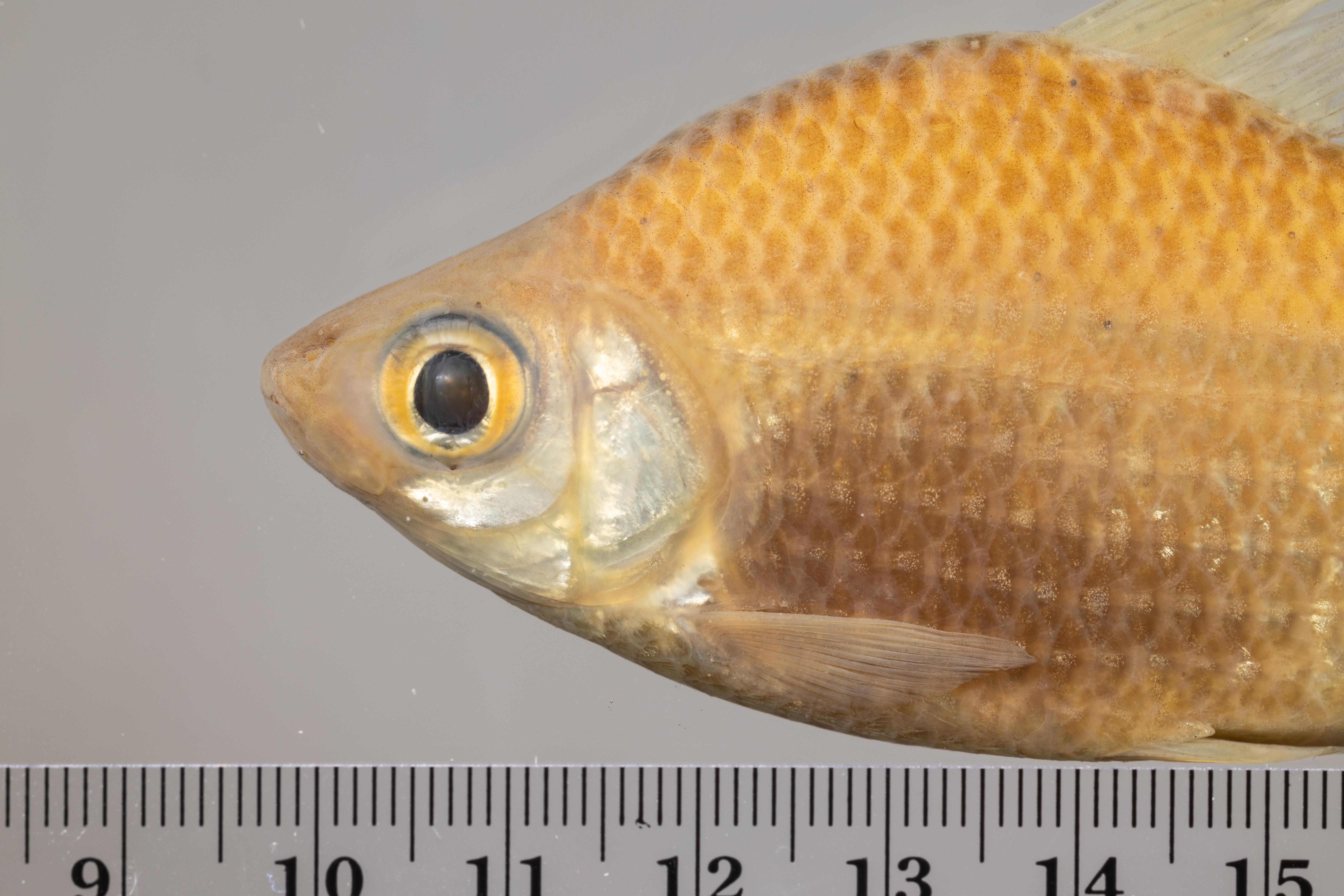 Dorsal curimatid (Curimatella dorsalis) — Curimatidae
