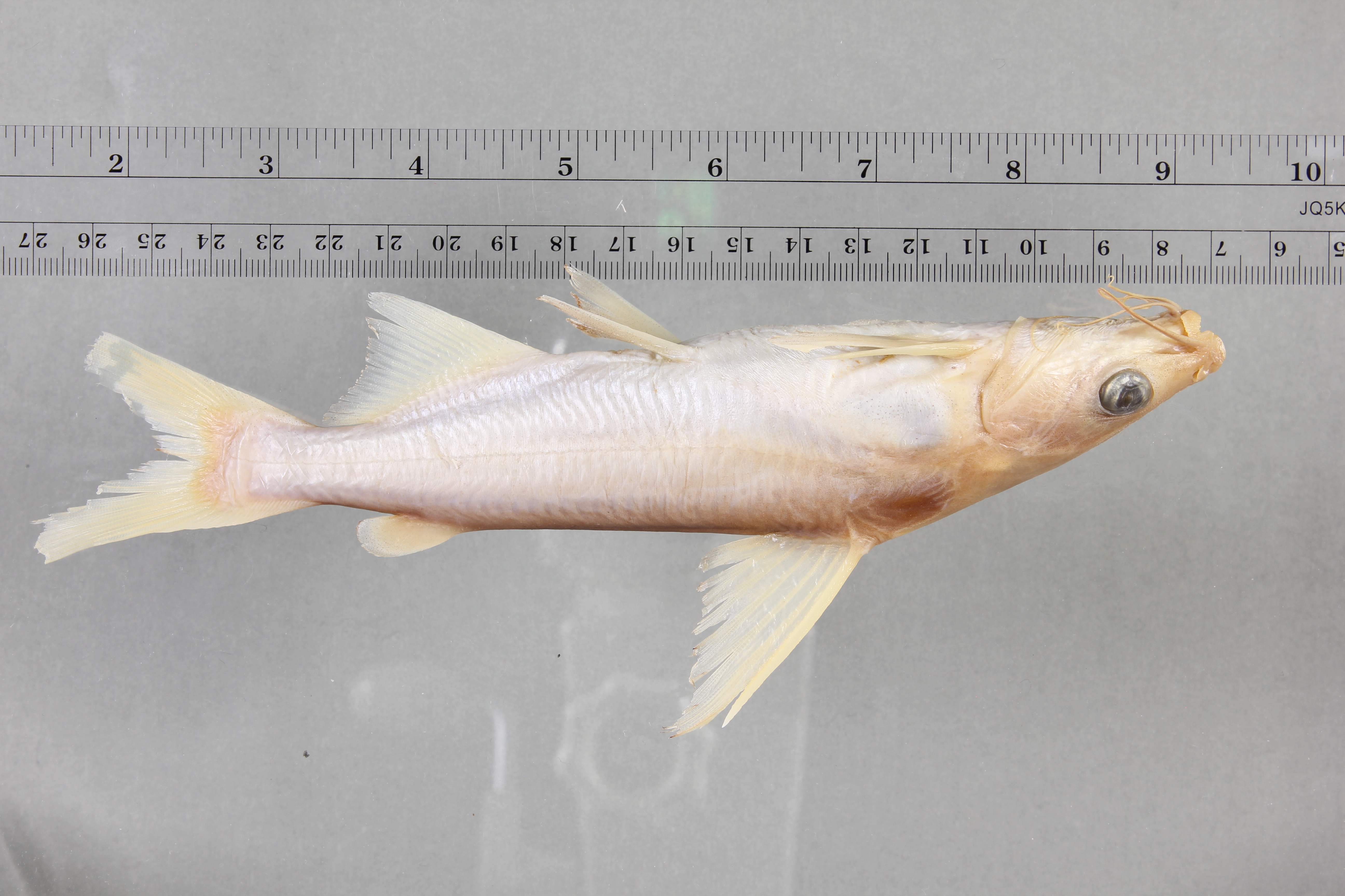 Lacandon sea catfish (Potamarius nelsoni) — Ariidae