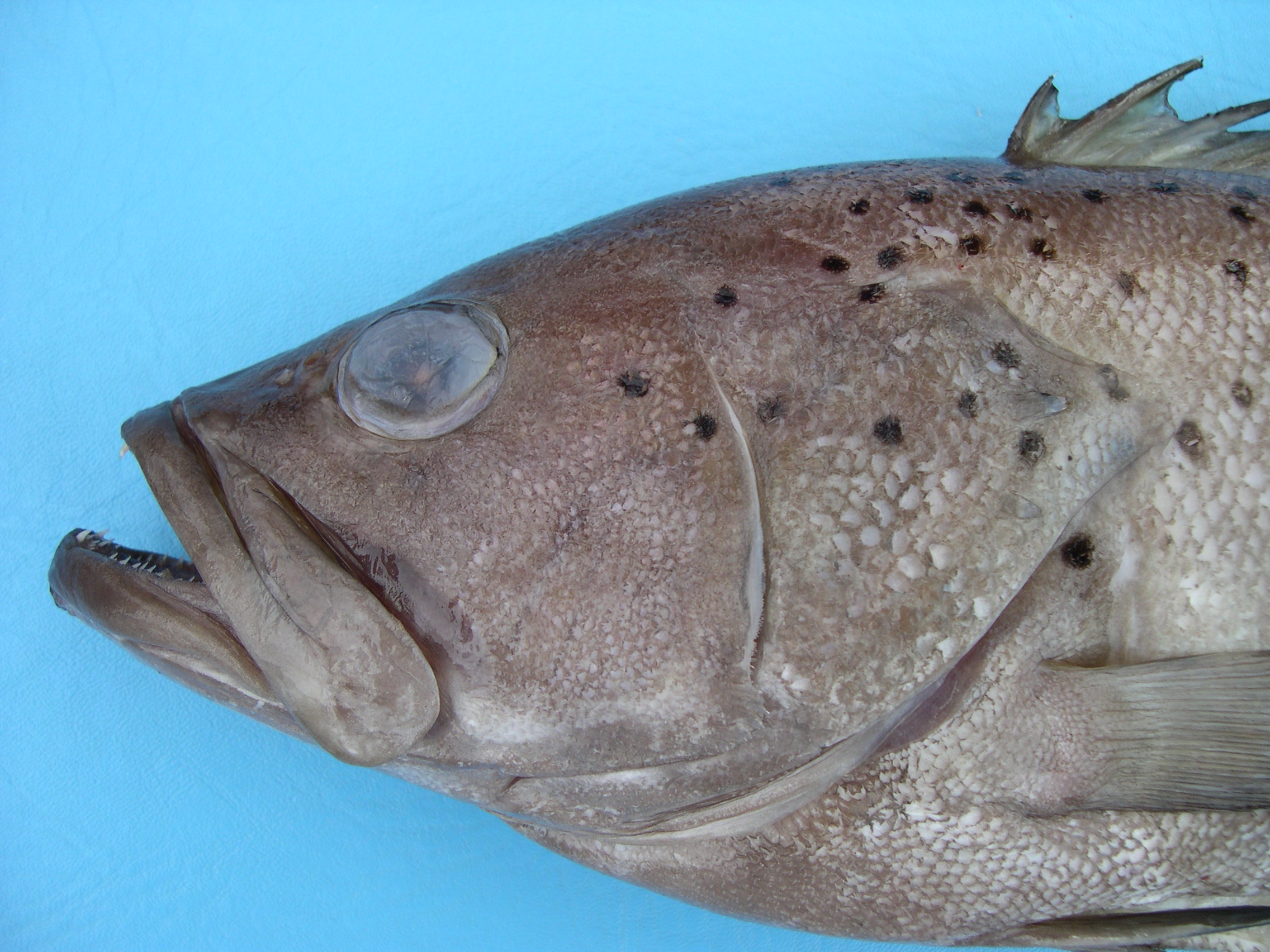 Dotted grouper (Epinephelus epistictus) — Serranidae — 4