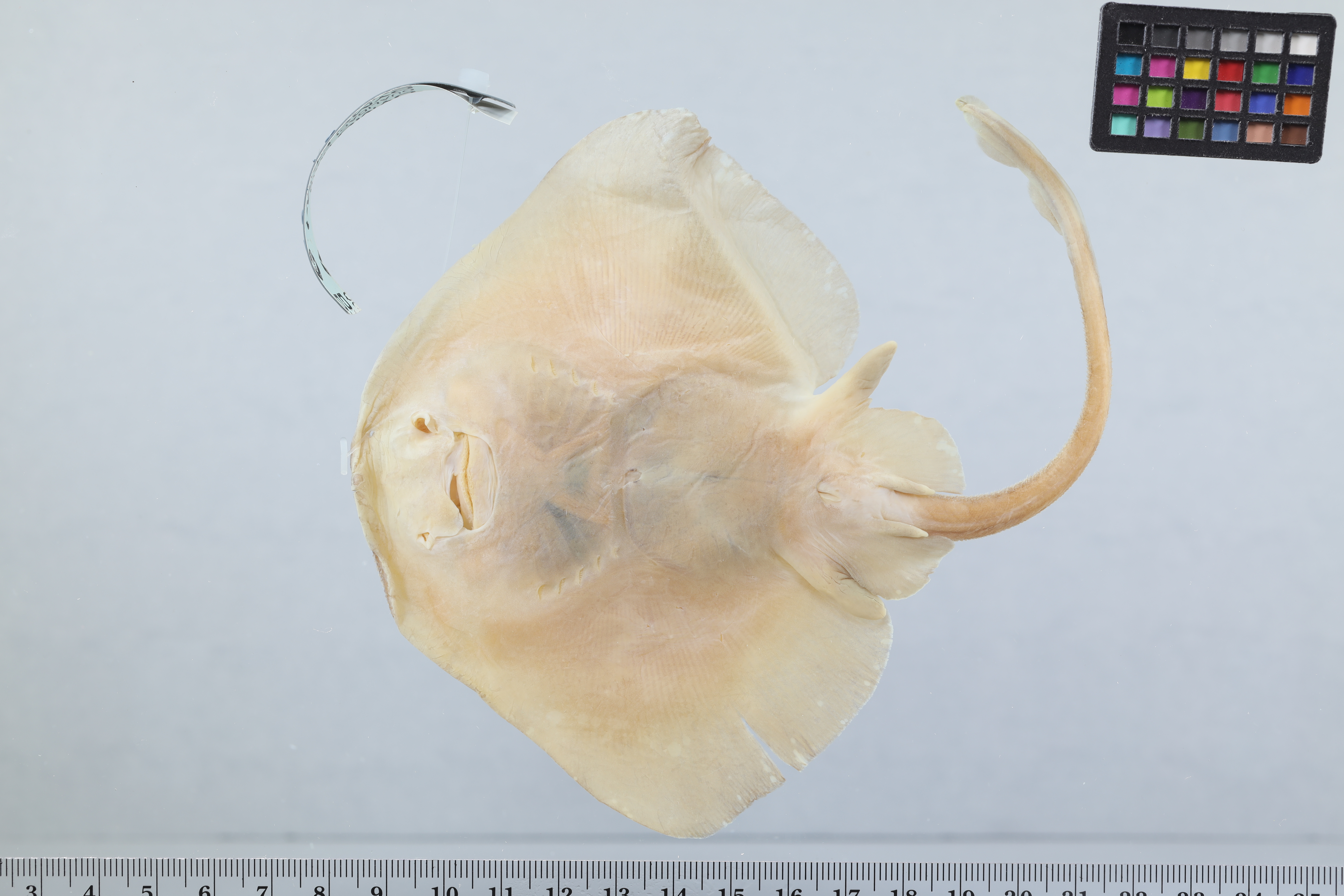 Whiteblotched Skate photo 4