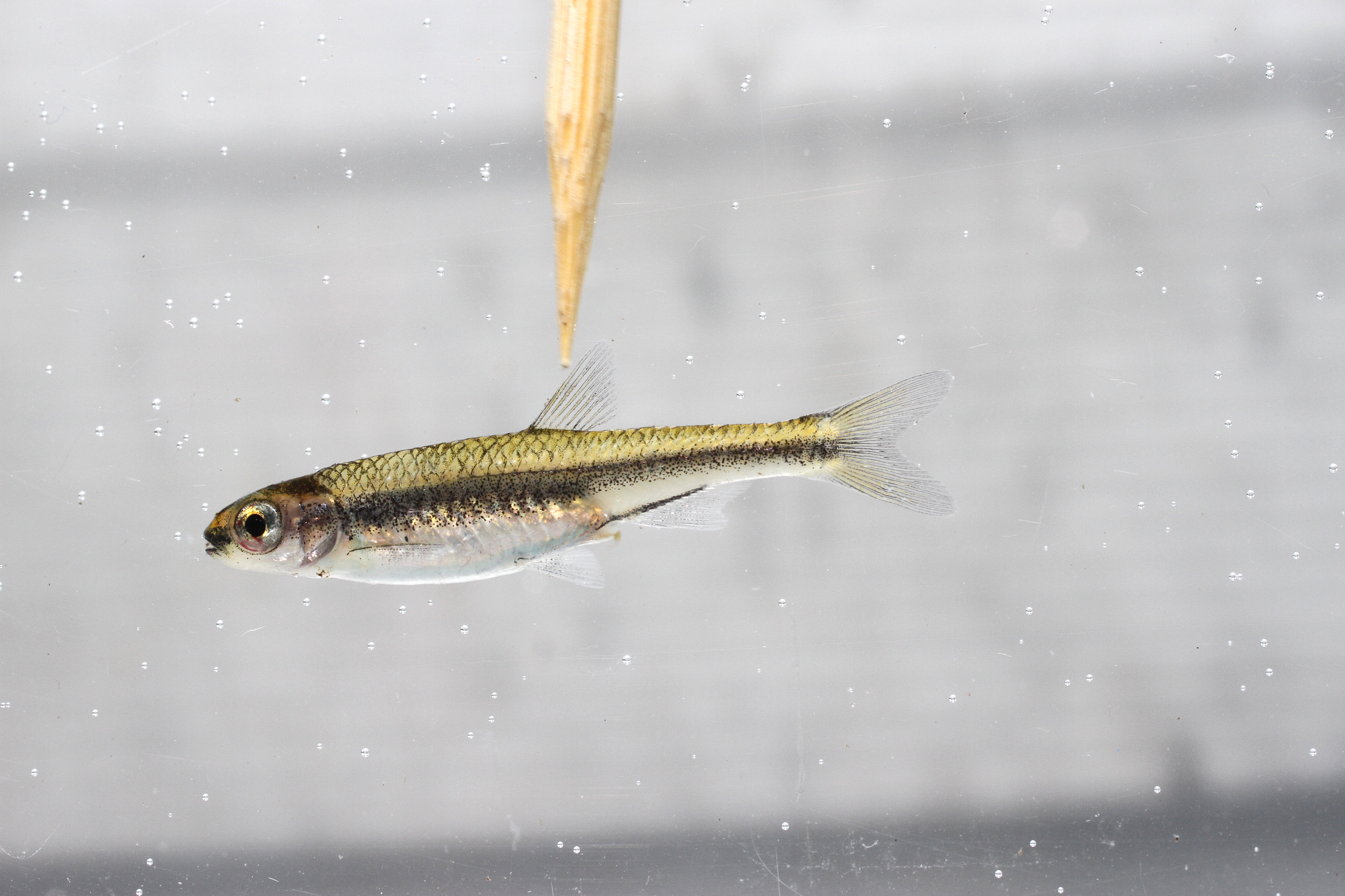 Dusky shiner (Notropis cummingsae) — Cyprinidae — 5