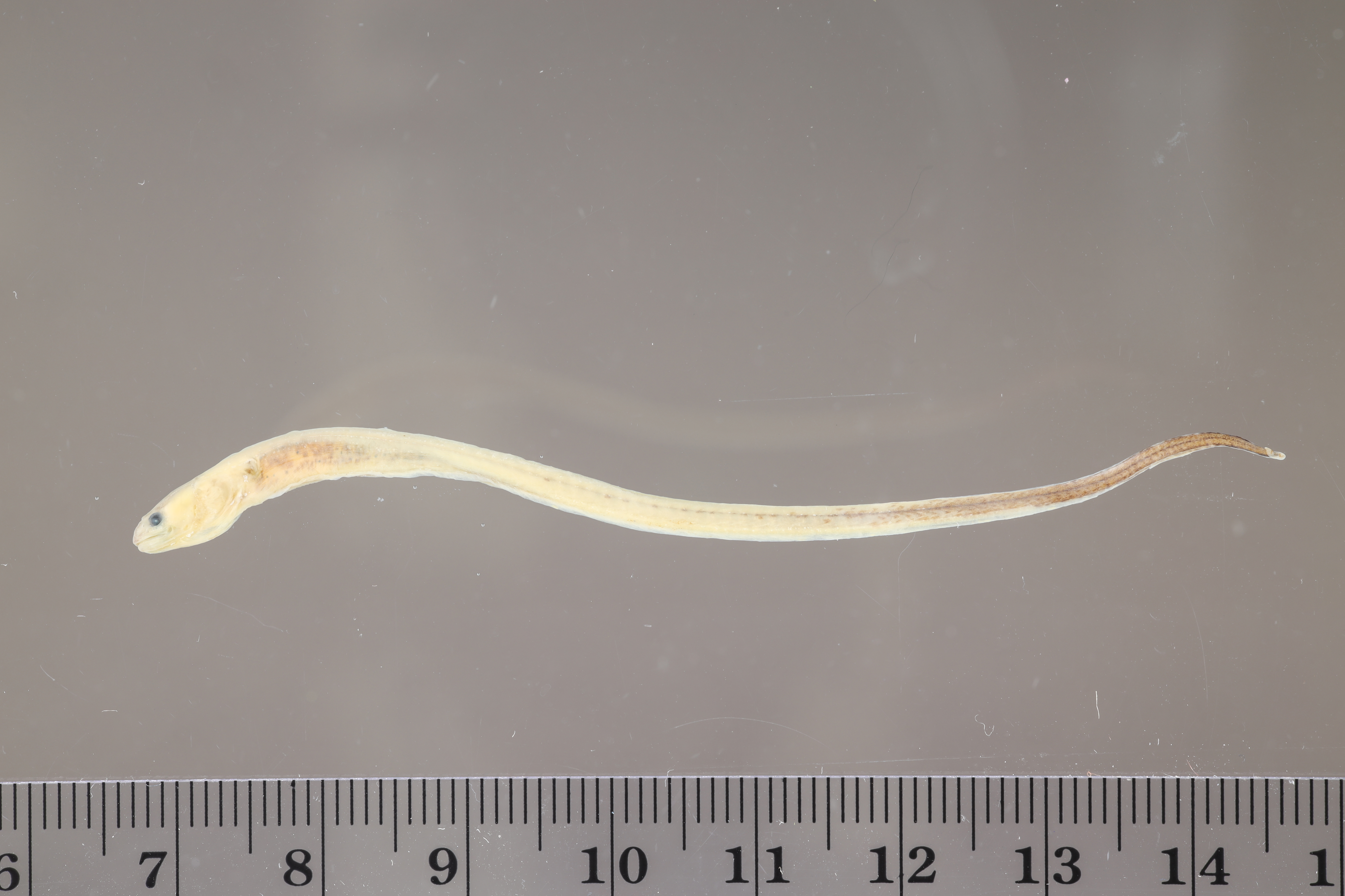 Encheliophis chardewalli thumbnail