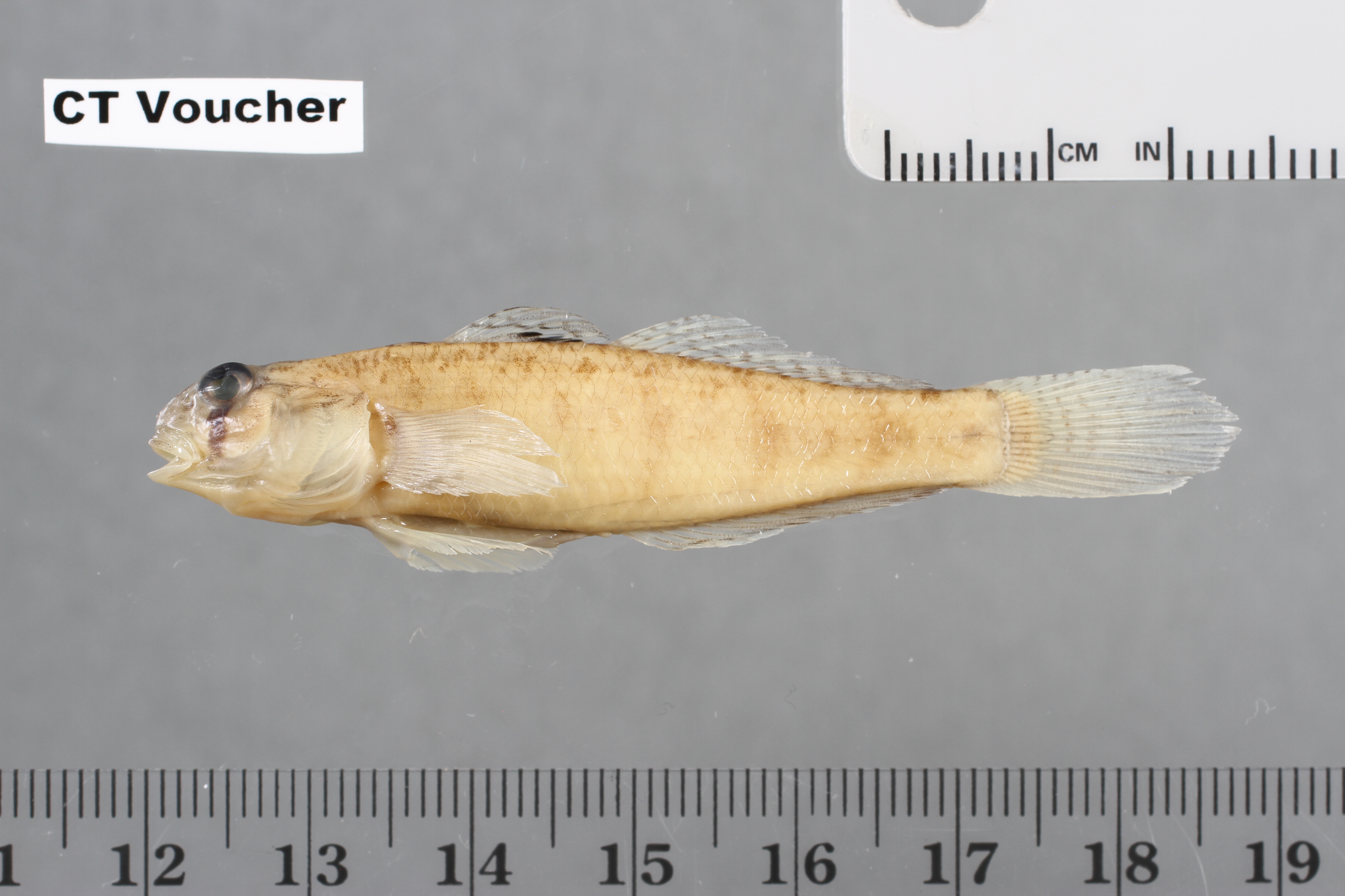 Stenogobius gymnopomus thumbnail