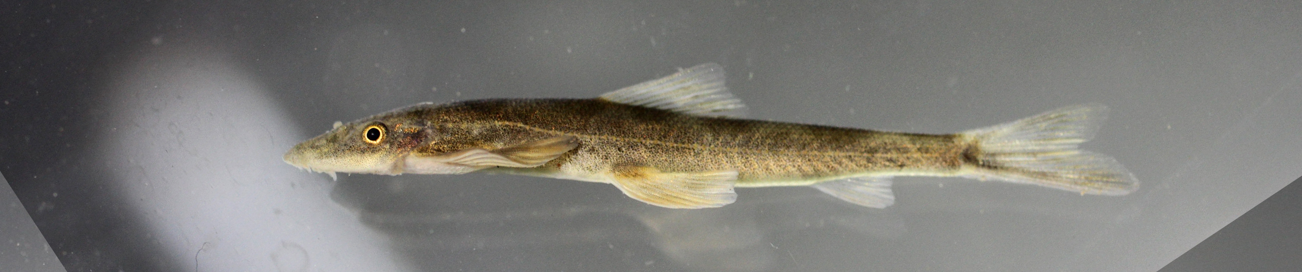 Burmese hillstream loach (Balitora burmanica) — Balitoridae — 3