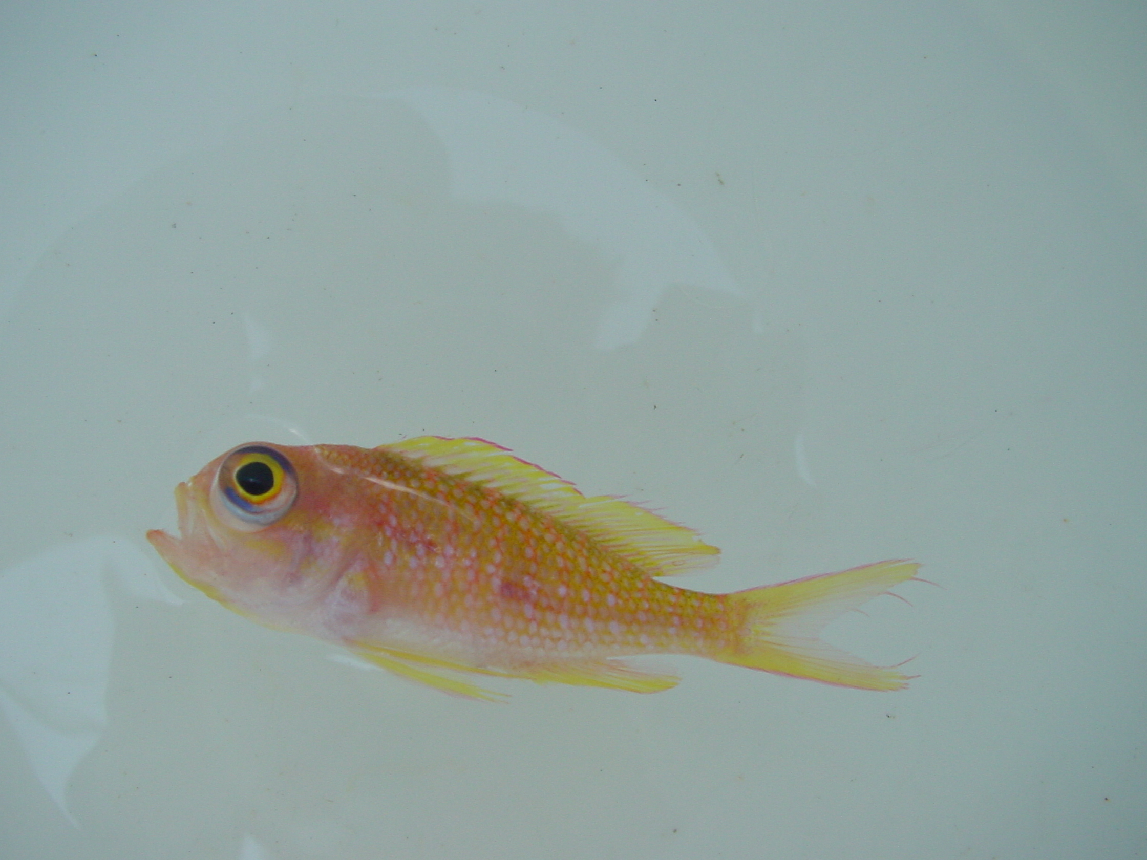 Yellowfin bass (Anthias nicholsi) — Serranidae — 3