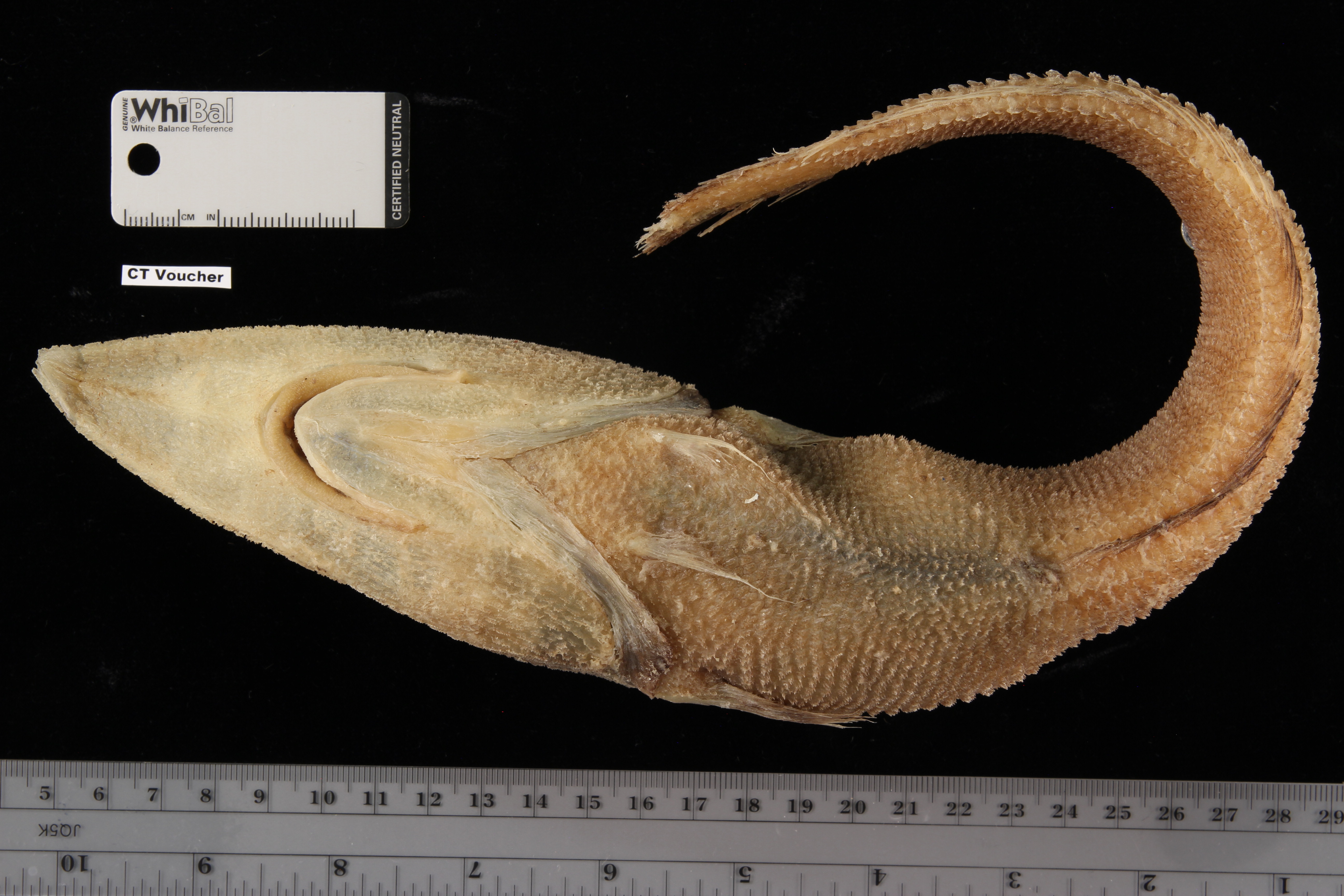 Trachyrincus scabrus thumbnail