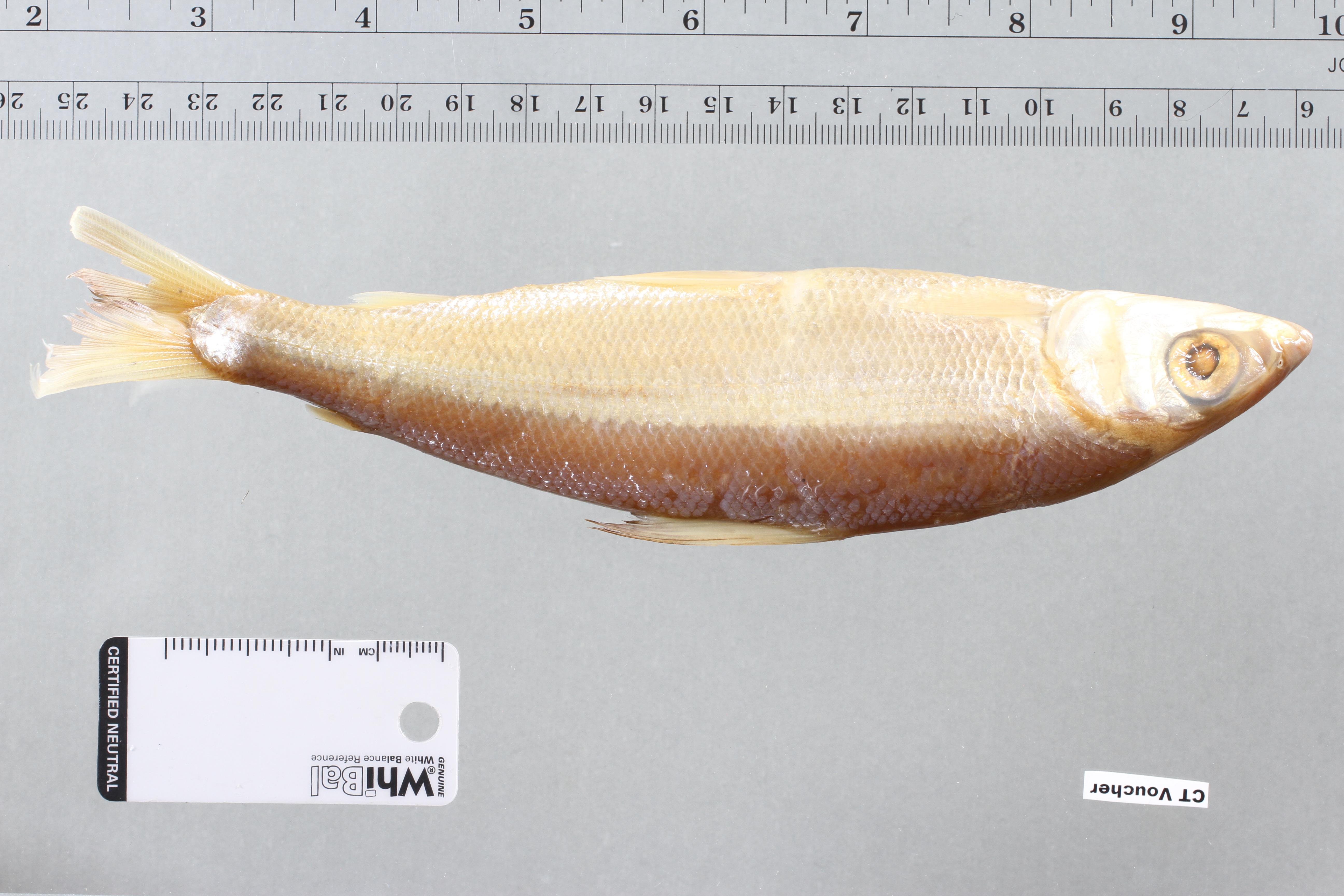 Longhead characin (Argonectes longiceps) — Hemiodontidae