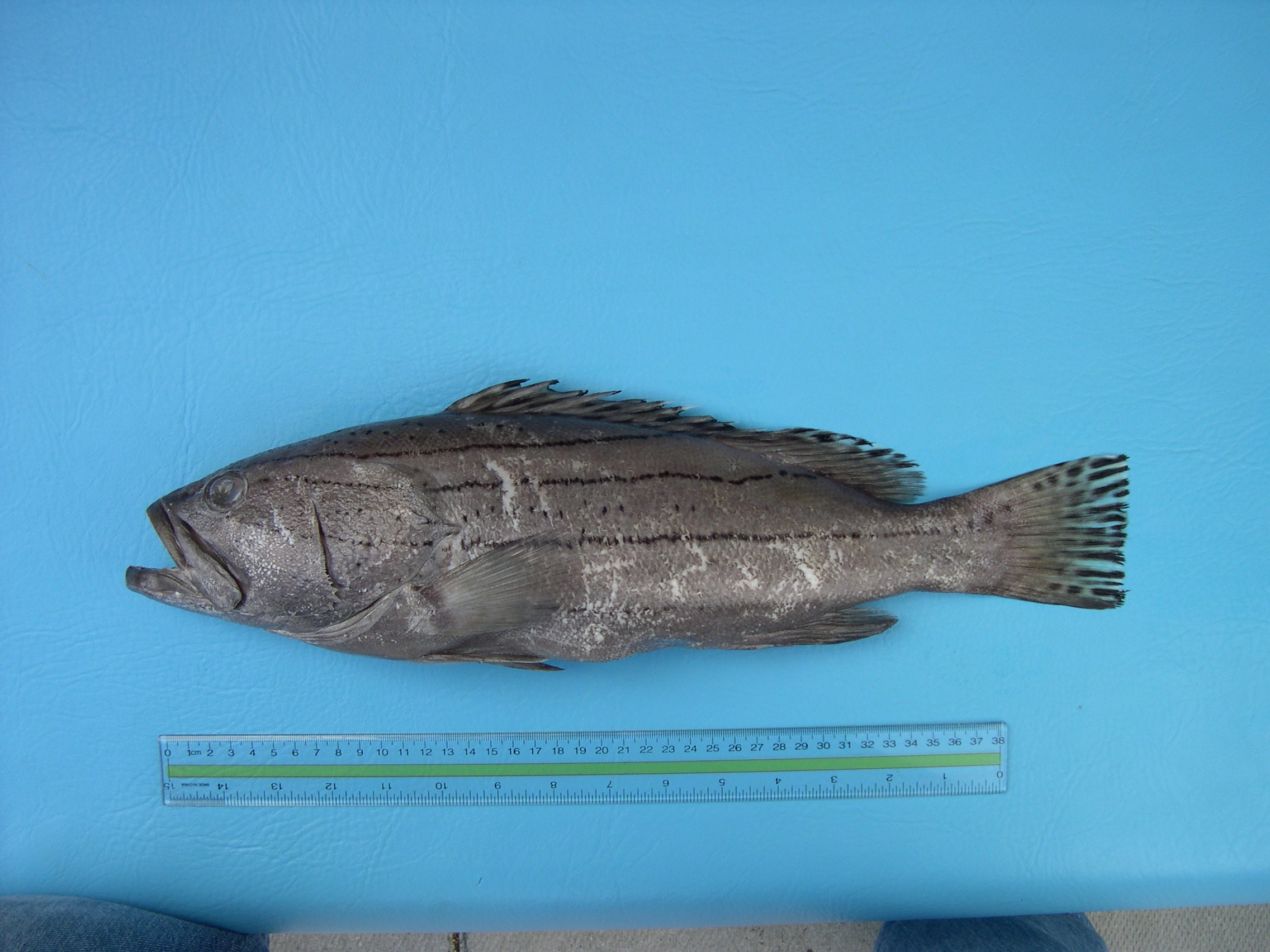 Breedband-tandbaars (Epinephelus latifasciatus) — Serranidae