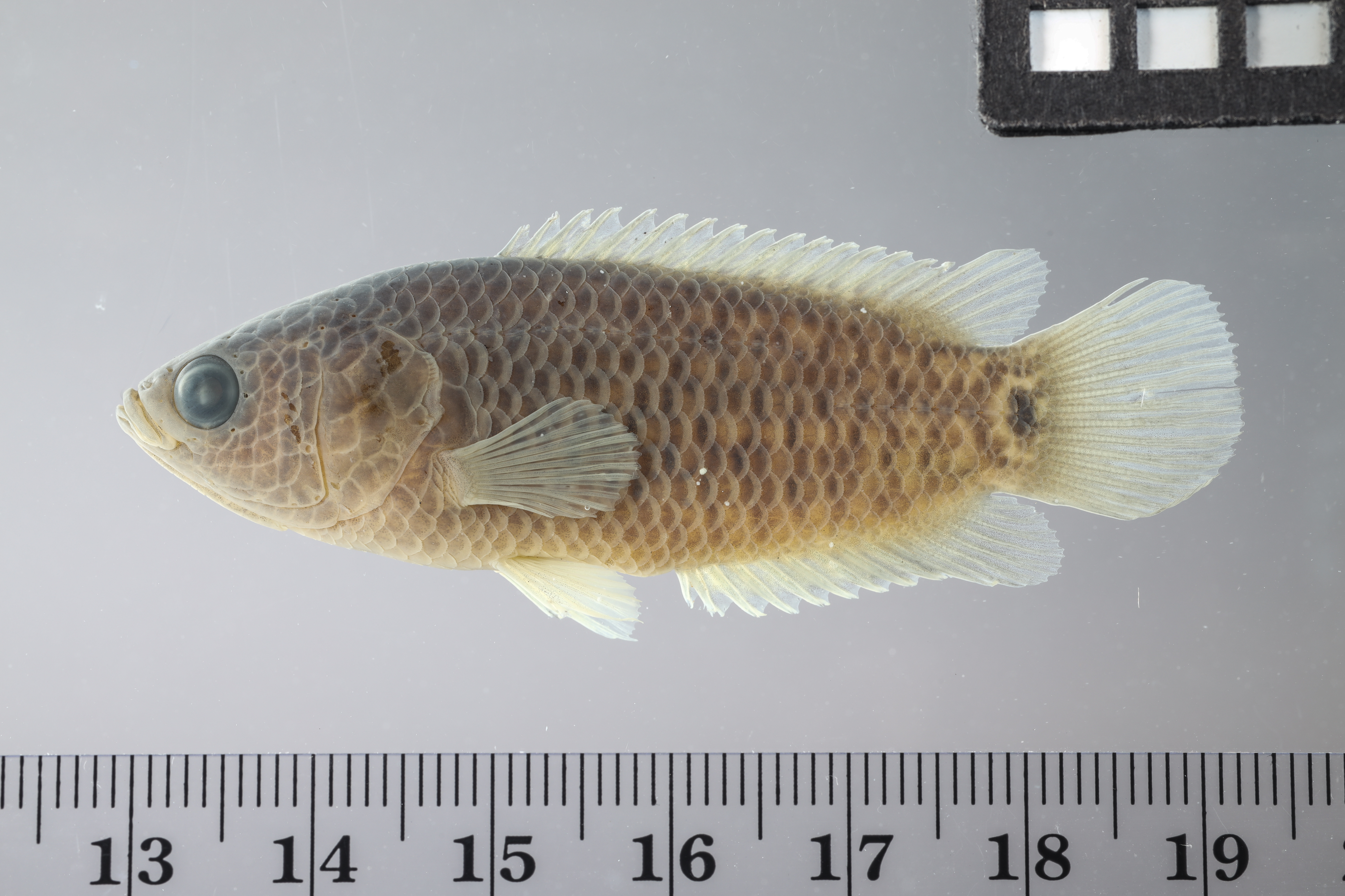 Ocellated labyrinth fish (Ctenopoma muriei) — Anabantidae — 2