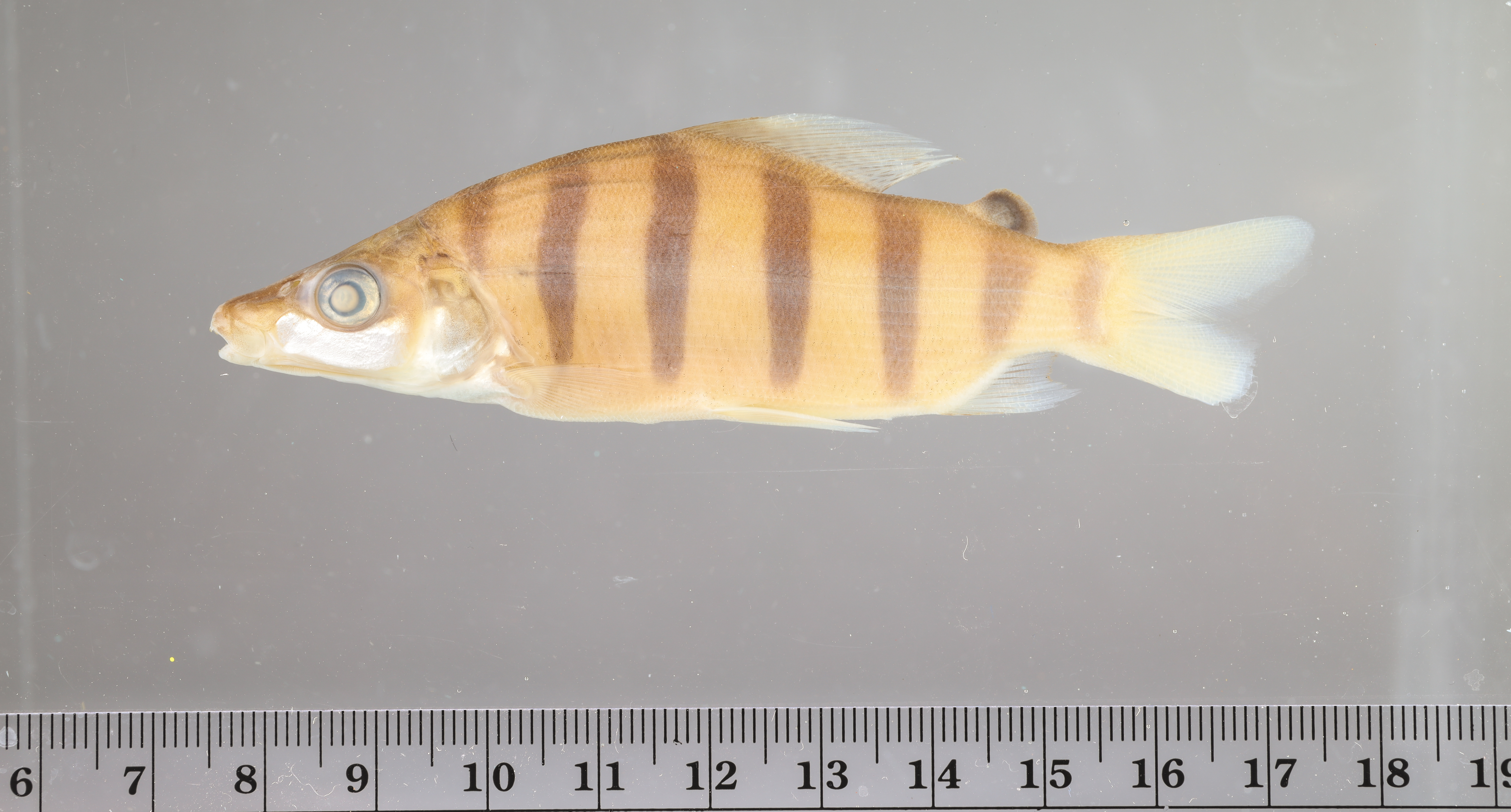 Distichodus sexfasciatus thumbnail