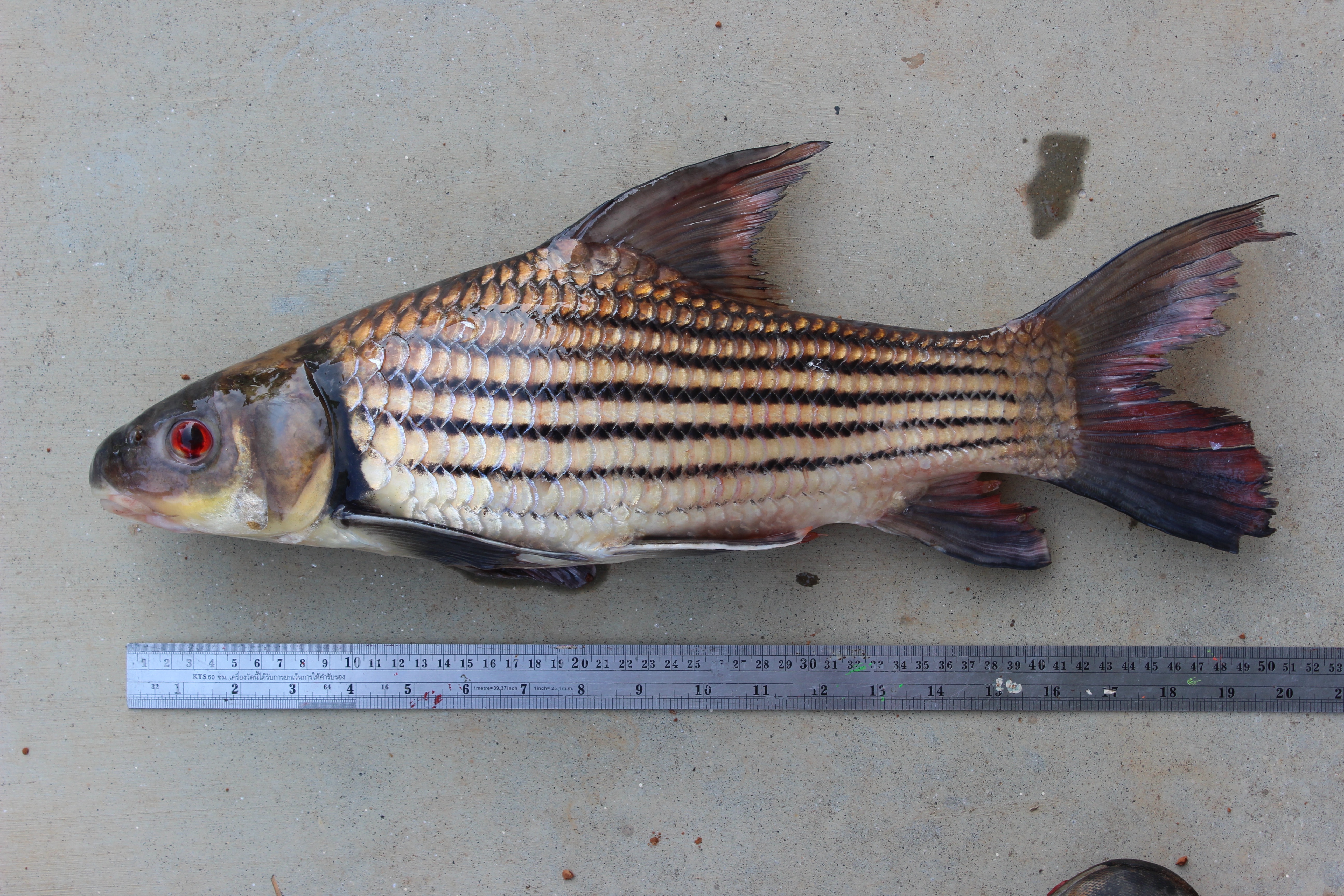 Jullien's golden carp (Probarbus jullieni) — Cyprinidae — 3