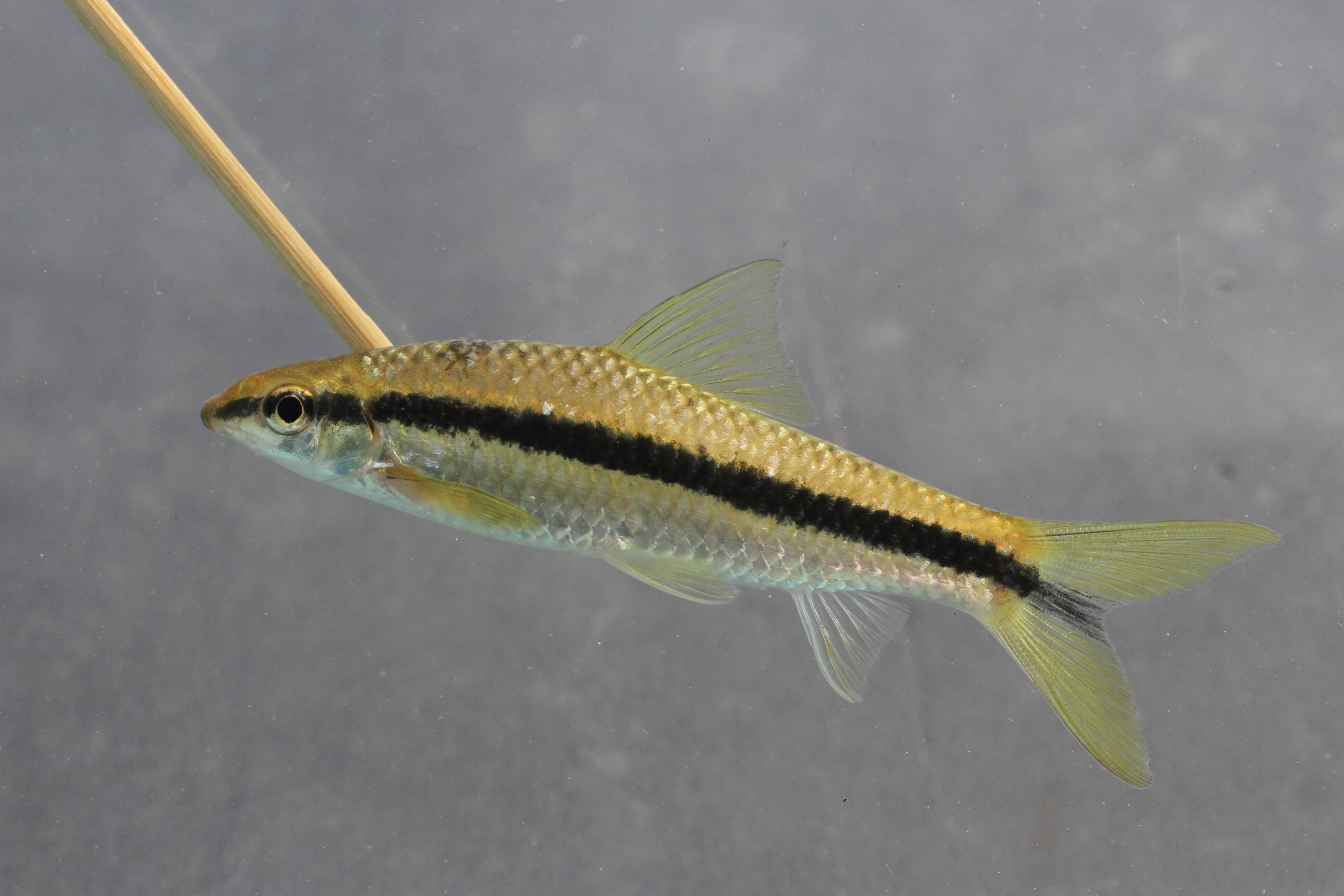 Crossocheilus atrilimes