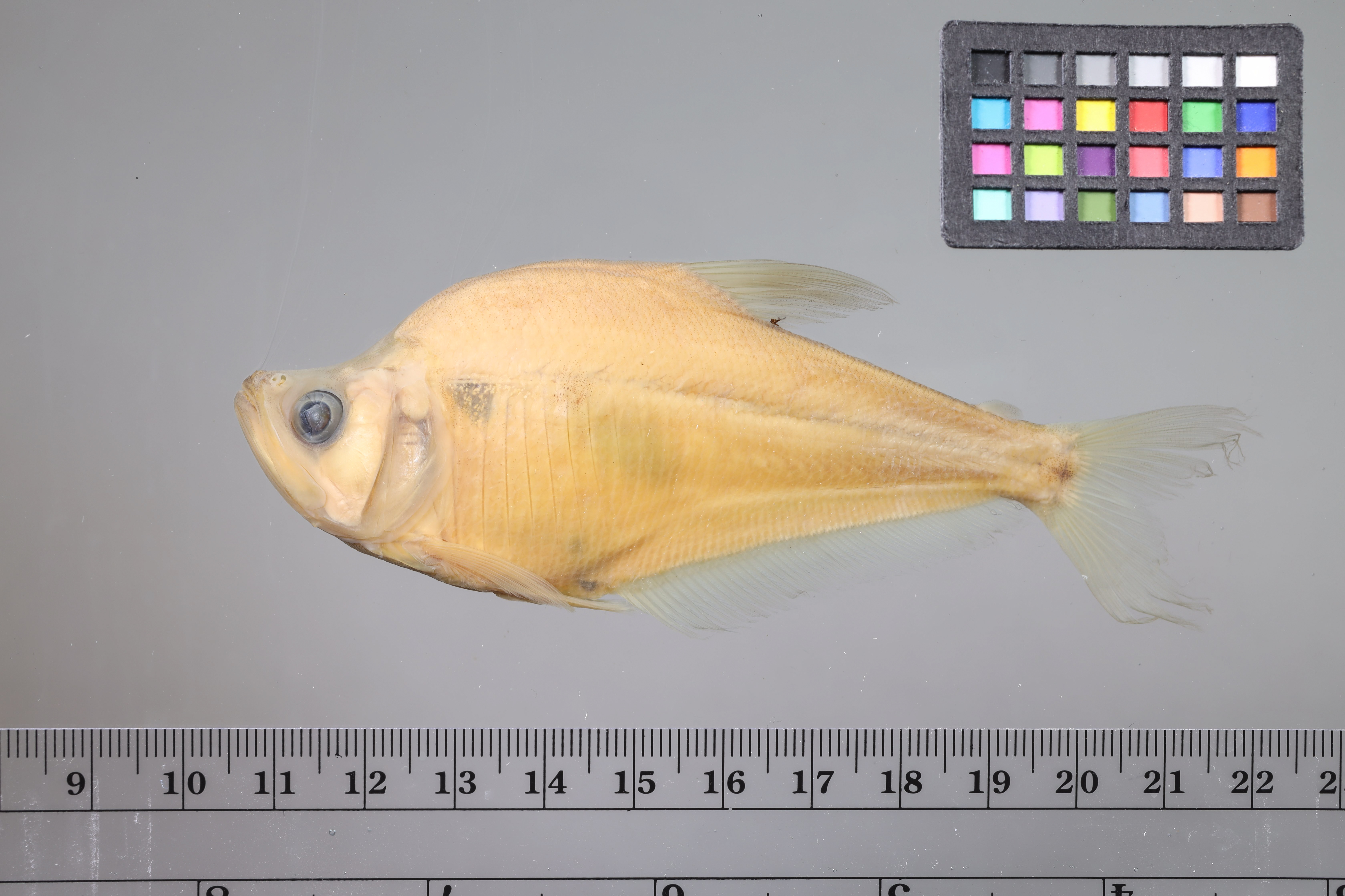 Glass headstander (Charax gibbosus) — Characidae — 4
