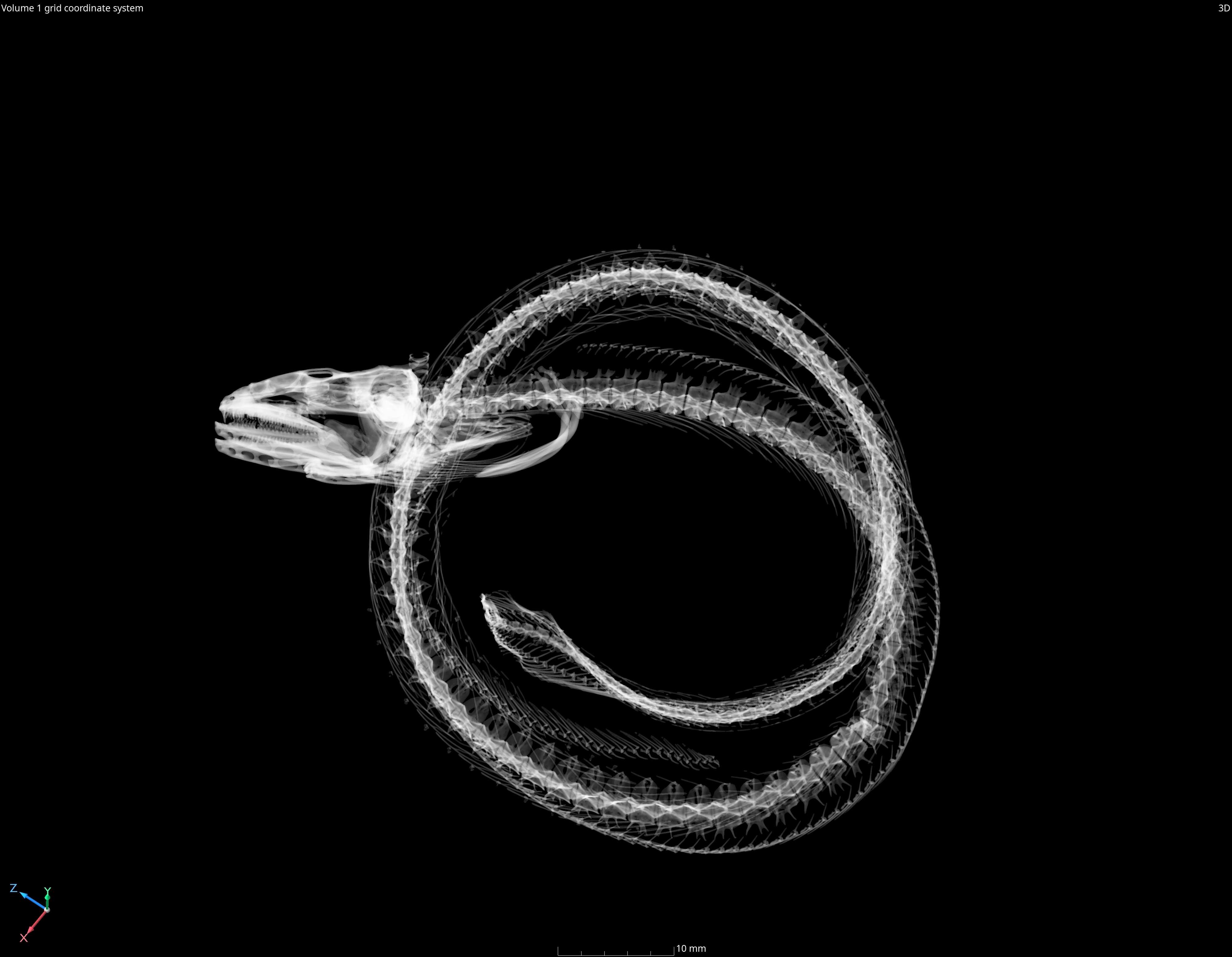 Pythonichthys sanguineus